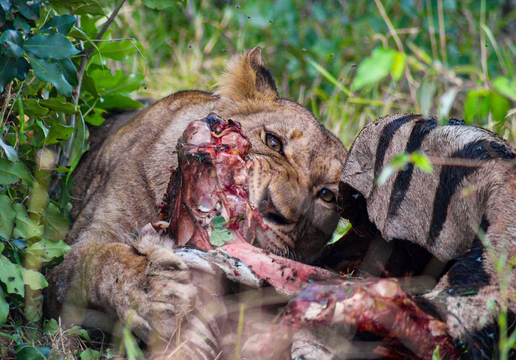 A lioness and her cub eating the carcass of a large animal in a lush green forest.
