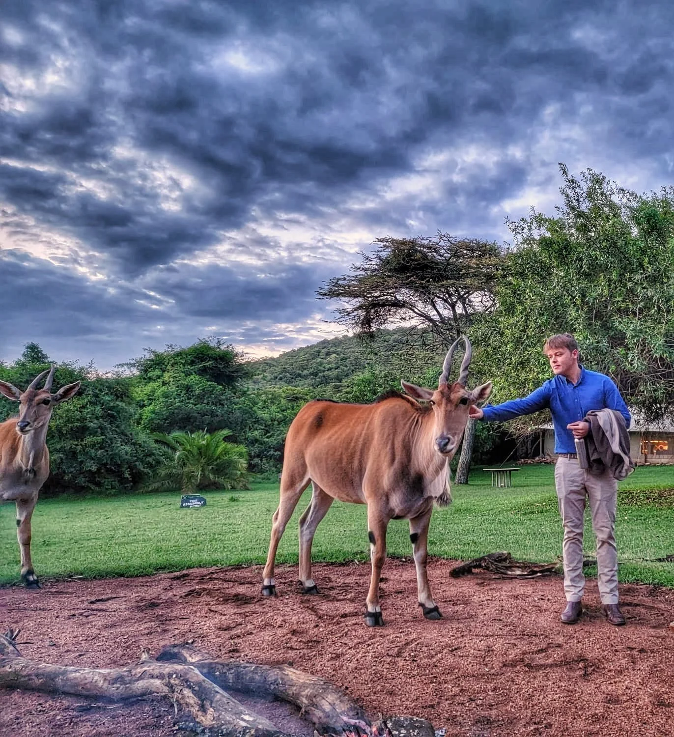A man in a blue shirt petting a large antelope with curved horns, standing on a grassy area with fallen logs, during overcast weather with dark clouds and green trees in the background.