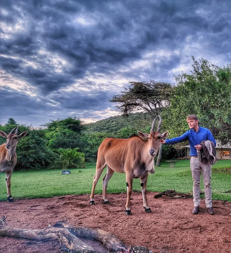 A man reaching out to touch a large antelope, with a second antelope nearby.
