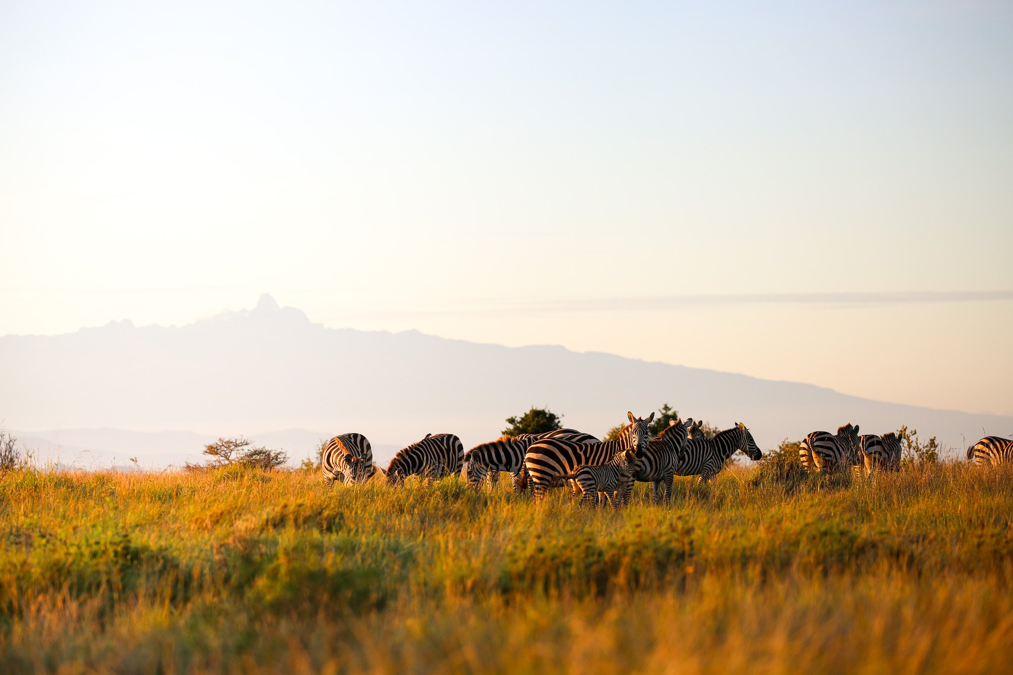 A herd of zebras grazing on a grassy plain at sunset, with mountains and a clear sky in the background.