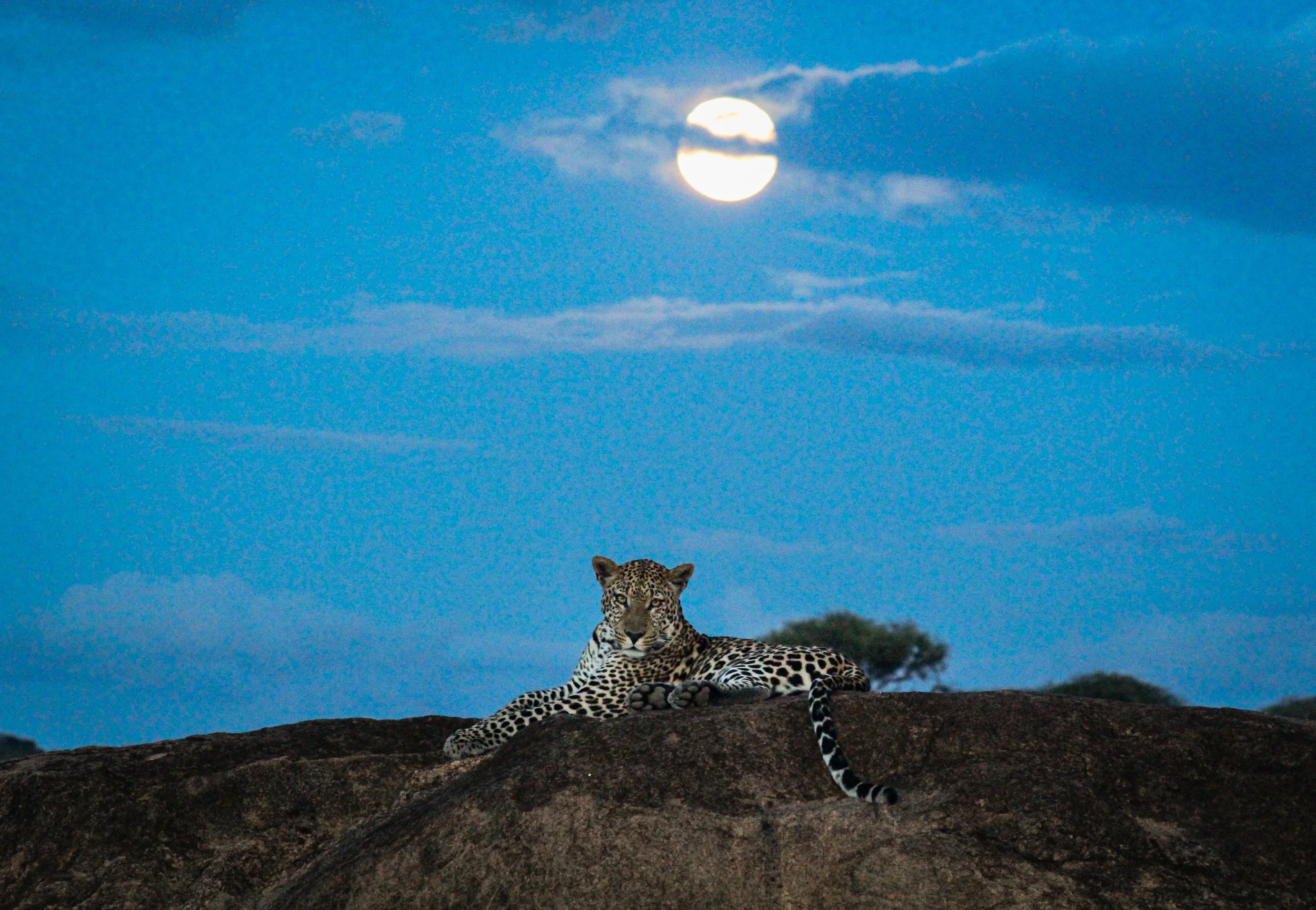 A leopard resting on a rock at dusk with a full moon and scattered clouds in the sky.