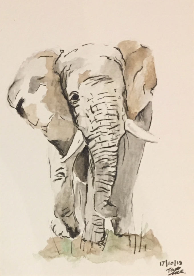 A watercolor painting of an elephant facing forward with large ears, a long trunk, and tusks, on a plain background.