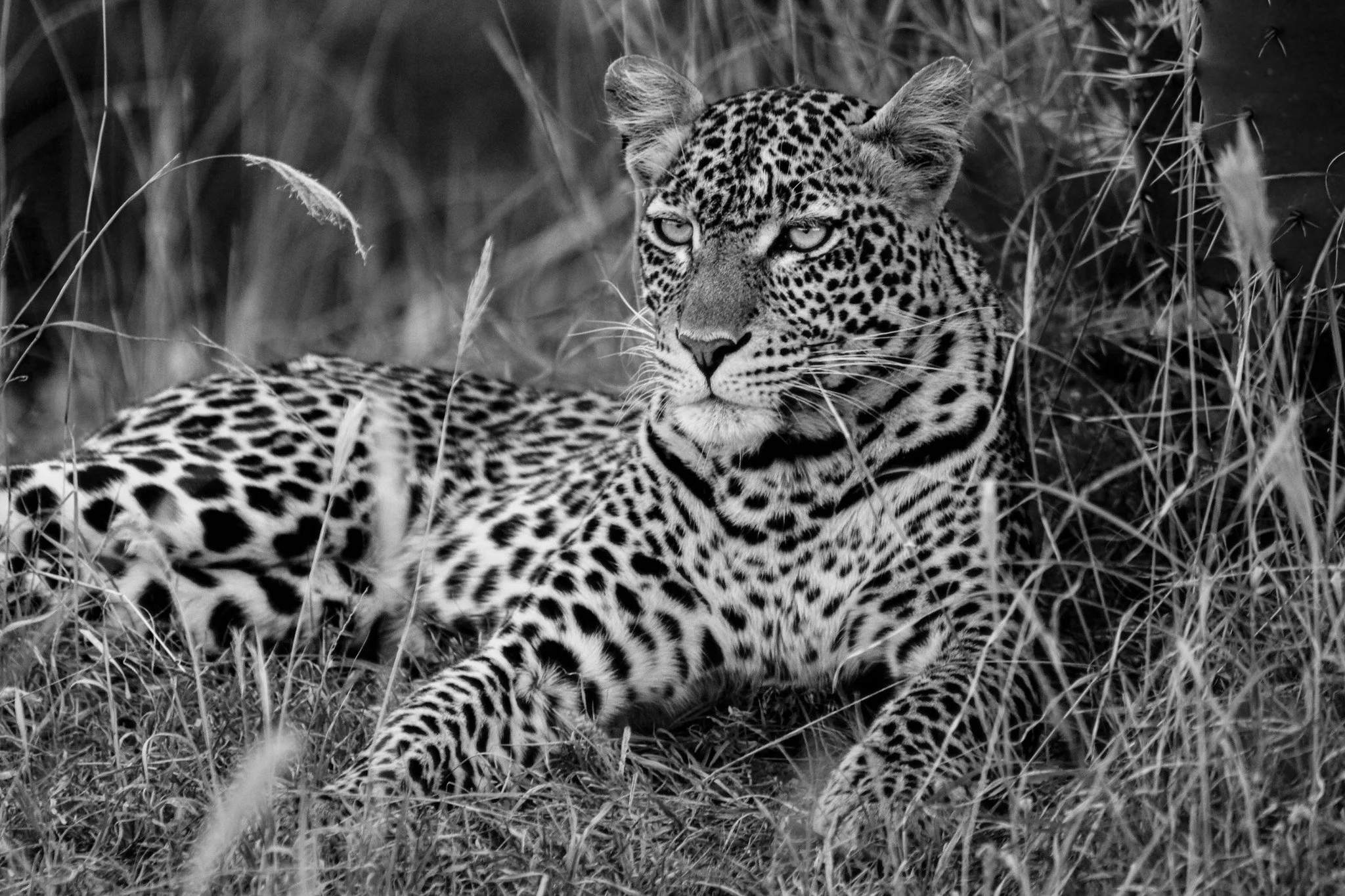 Black and white photo of a leopard lying in tall grass, looking to the side with a calm expression.
