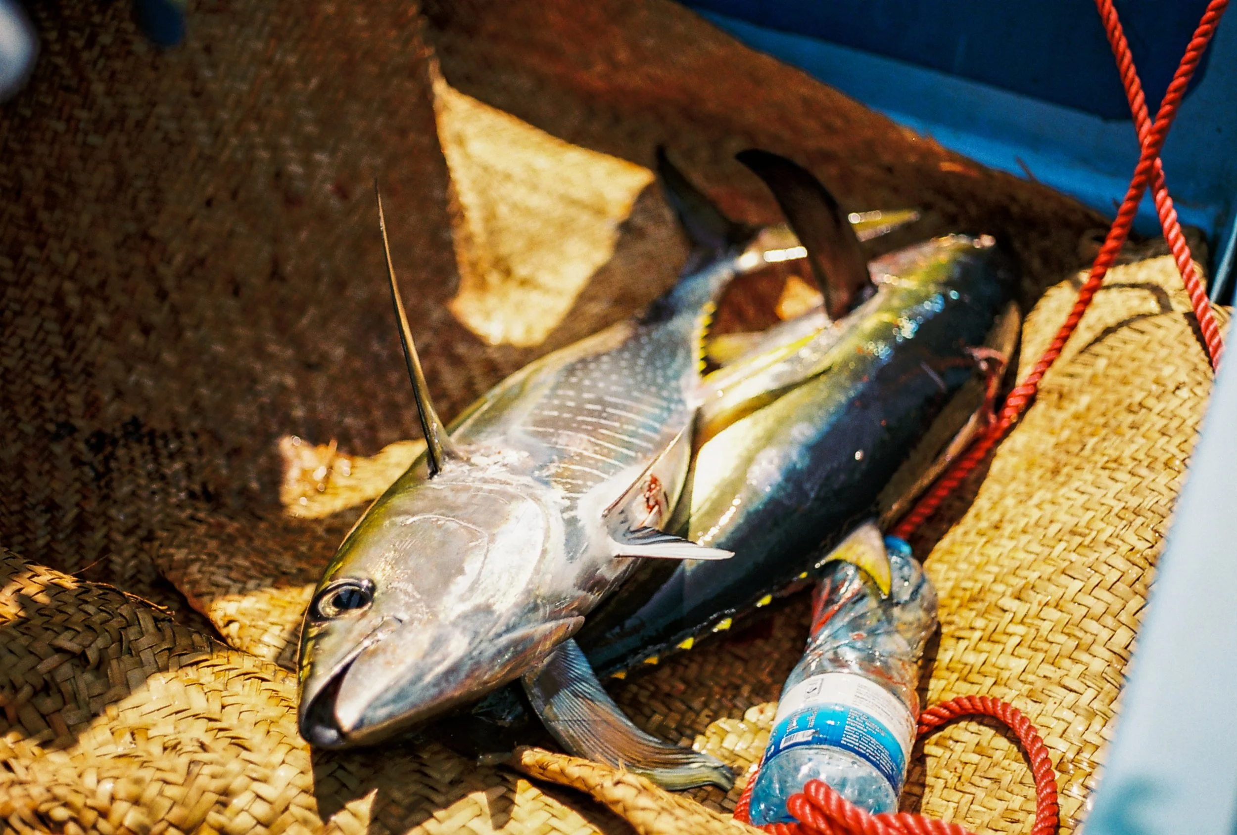 A fish placed on a woven mat with a bottle of water and a red rope nearby.