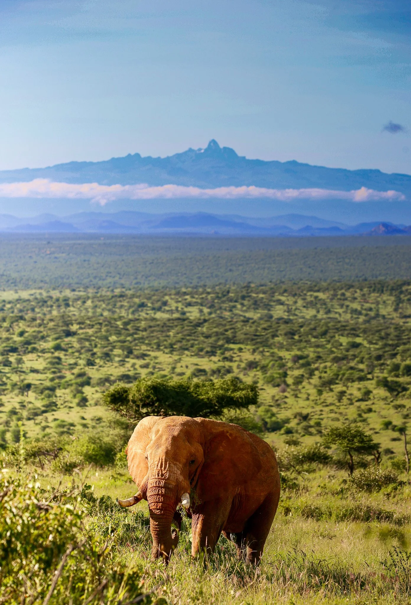 A large elephant grazing in a lush green savanna with a mountain range in the background and blue skies.