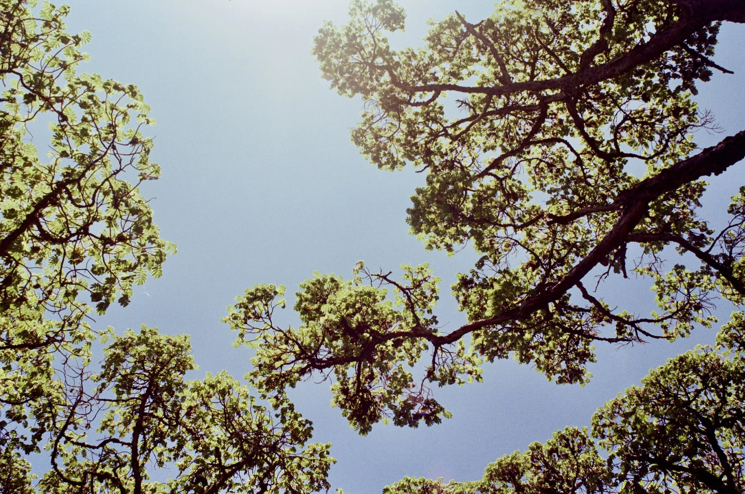 Looking up at the sky through the canopy of trees with green leaves and branches against a clear blue sky.