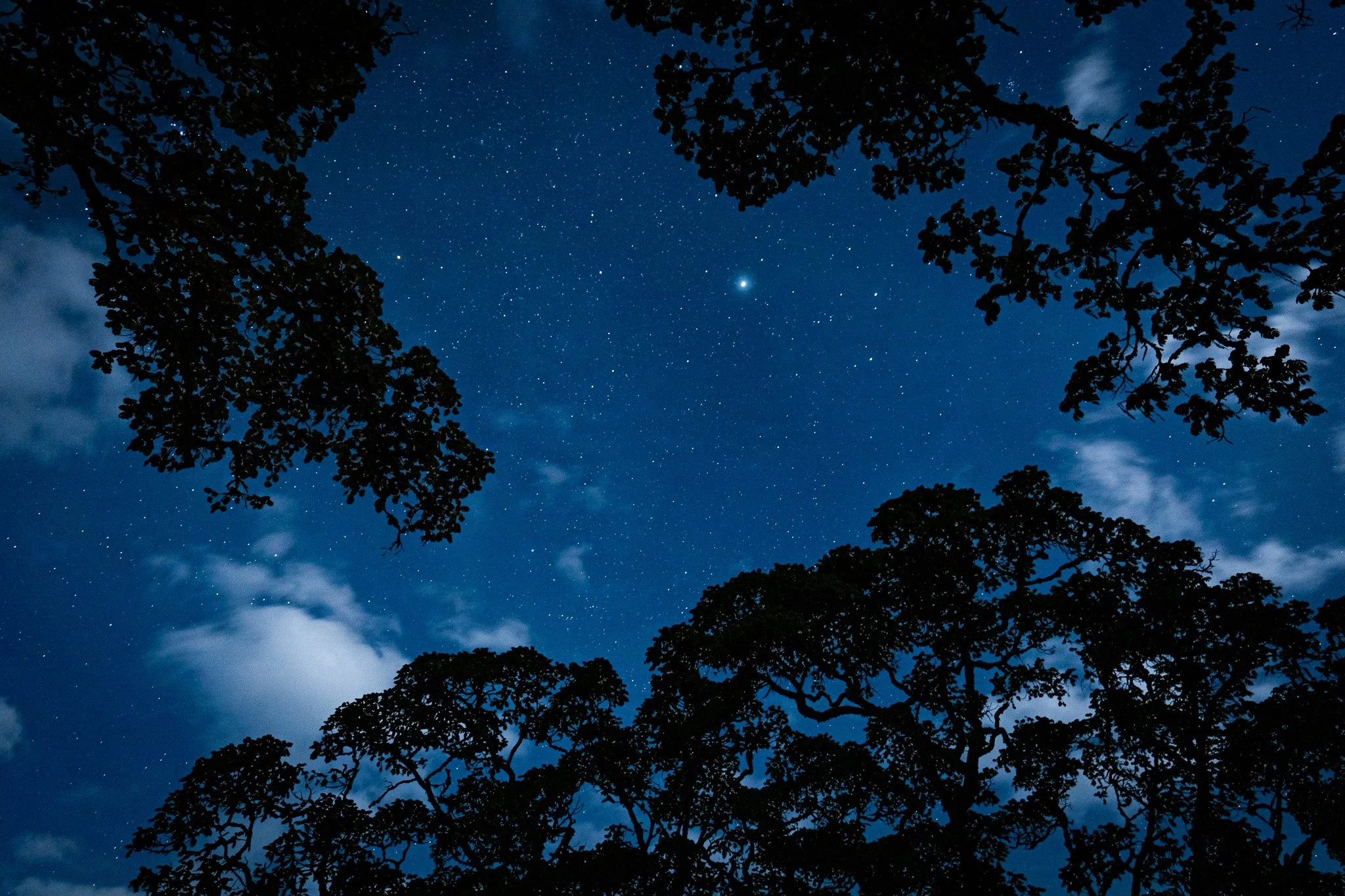 Night sky with numerous stars visible through the silhouette of tree branches and leaves.