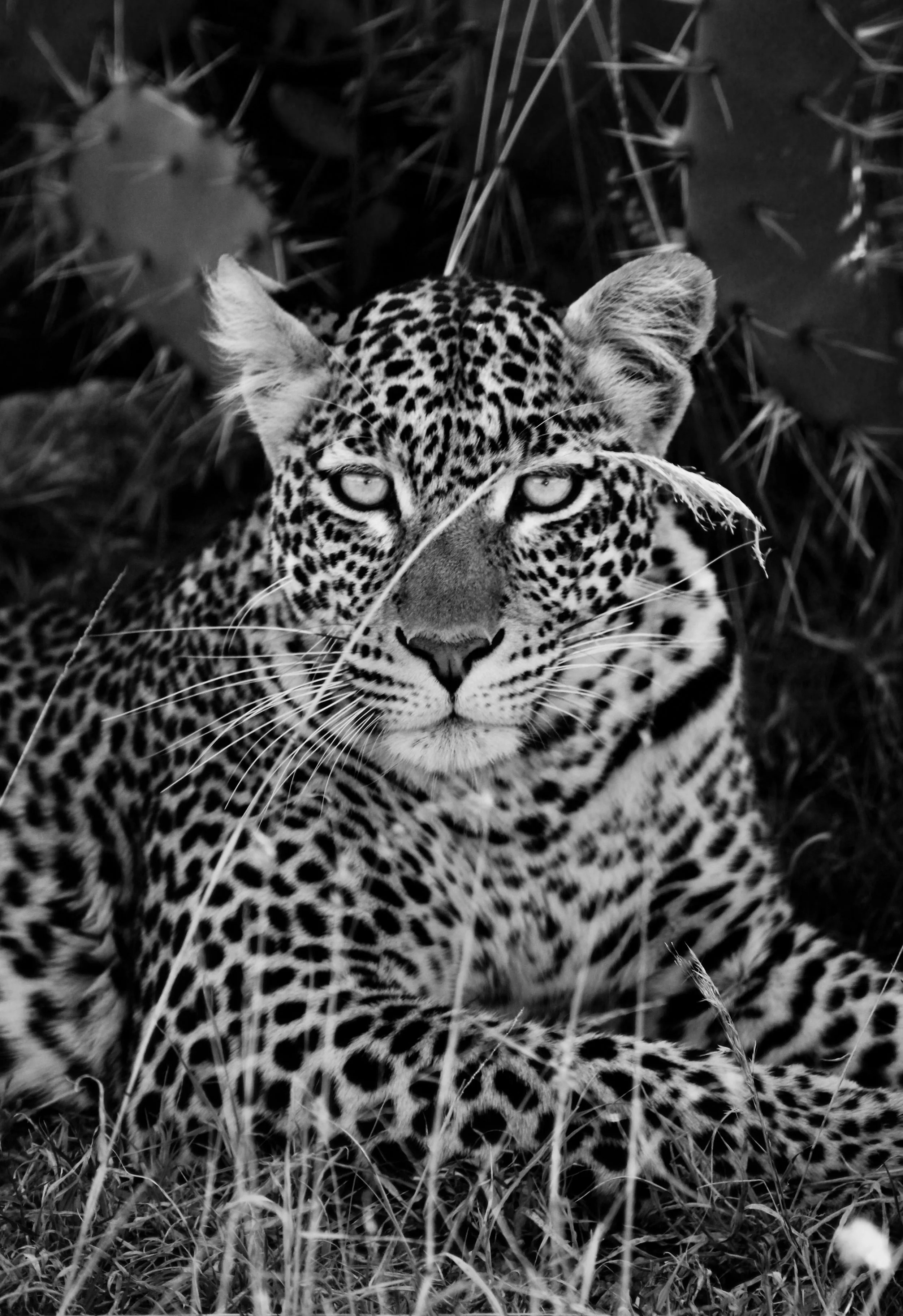 A black and white photo of a leopard lying on the grass, looking directly at the camera.