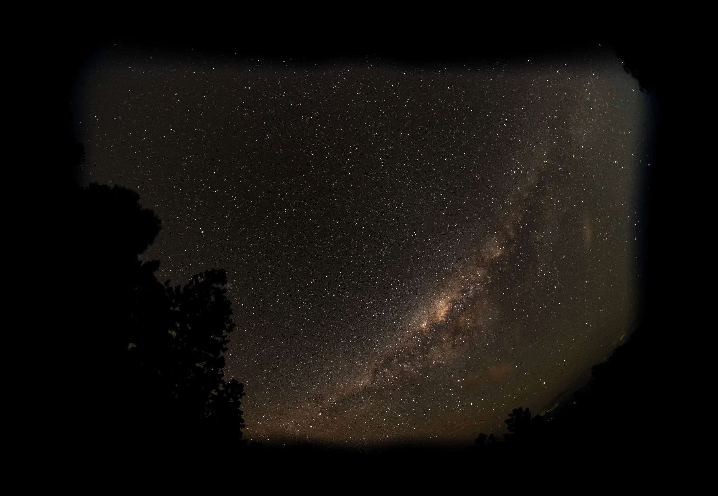 Night sky filled with numerous stars and the Milky Way galaxy, with silhouettes of trees in the foreground.