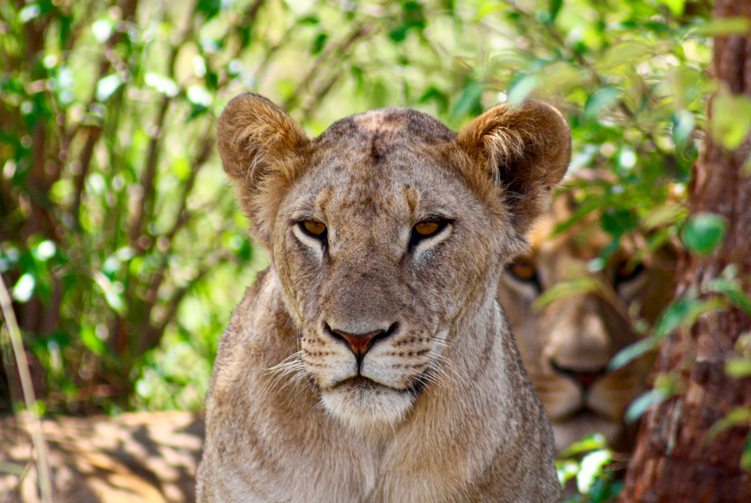Close-up of a lioness with a lush green background.
