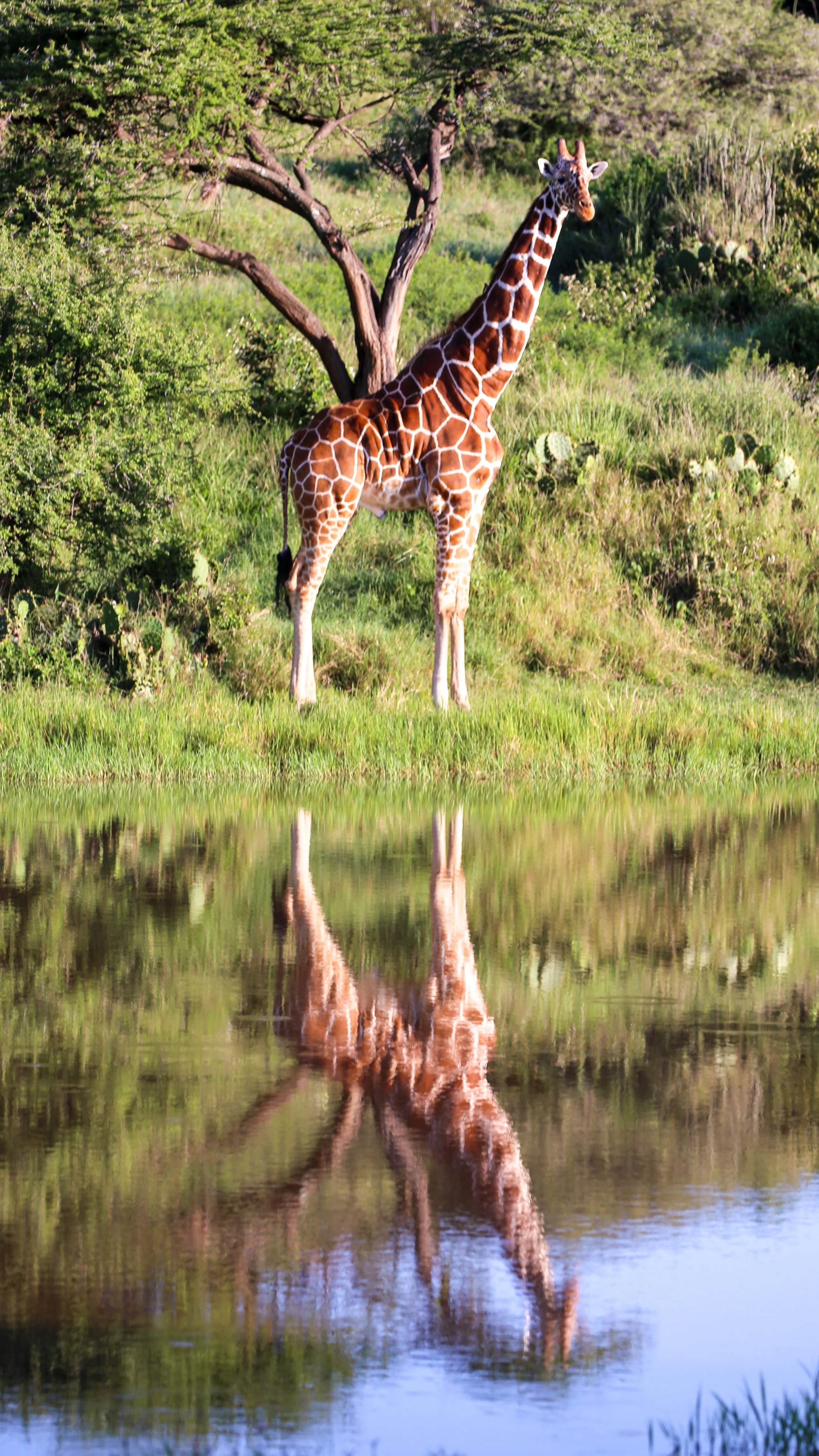 A giraffe standing near a tree in green grass, with its reflection visible in the water.