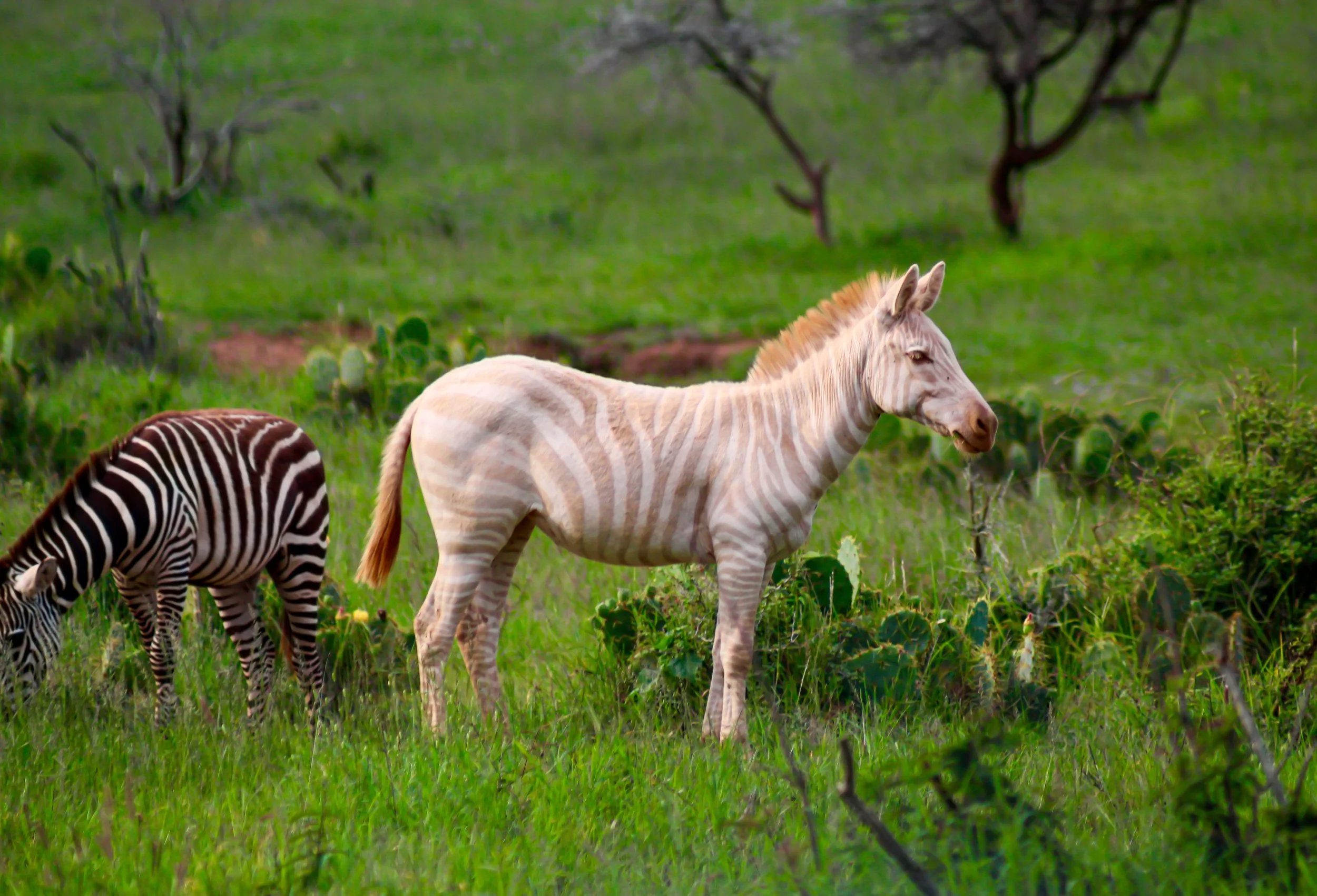 A group of animals on a grassy field, including a zebra and a pink-striped zebra, with trees in the background.