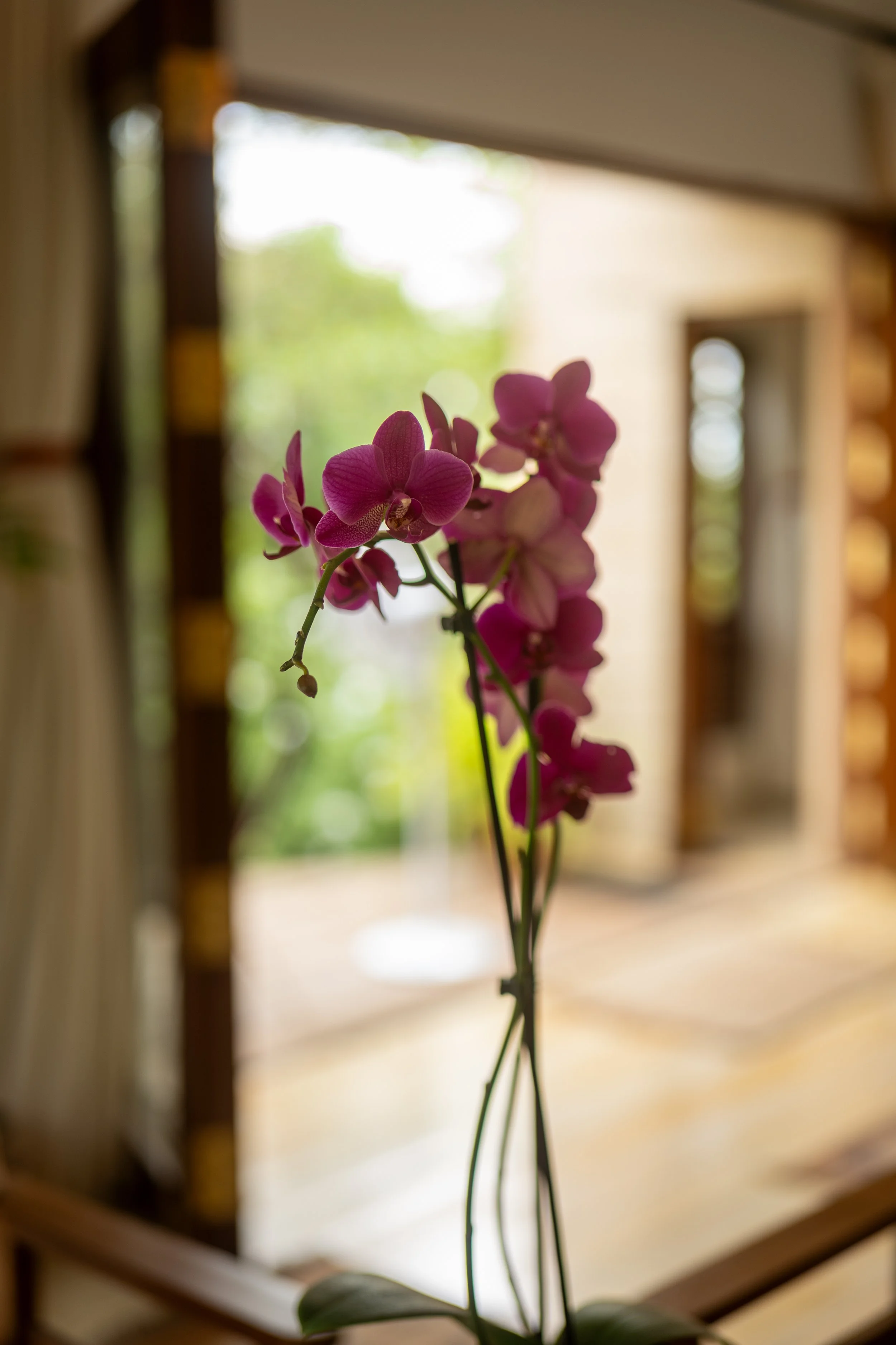 A pink orchid flower with multiple blossoms on a single stem, blurred indoor background.
