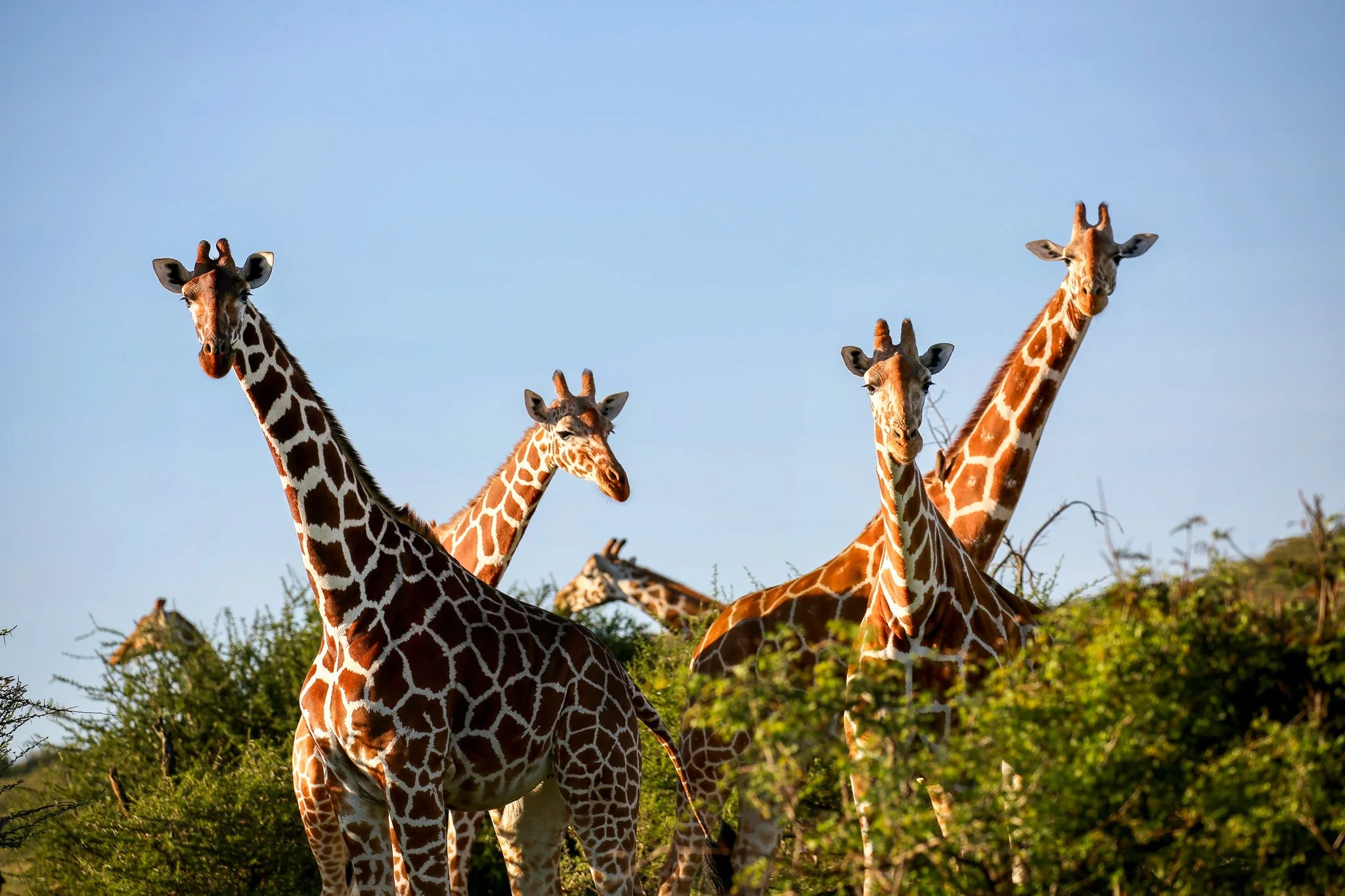 Four giraffes standing on a grassy terrain under a clear blue sky, with dense bushes in the background.