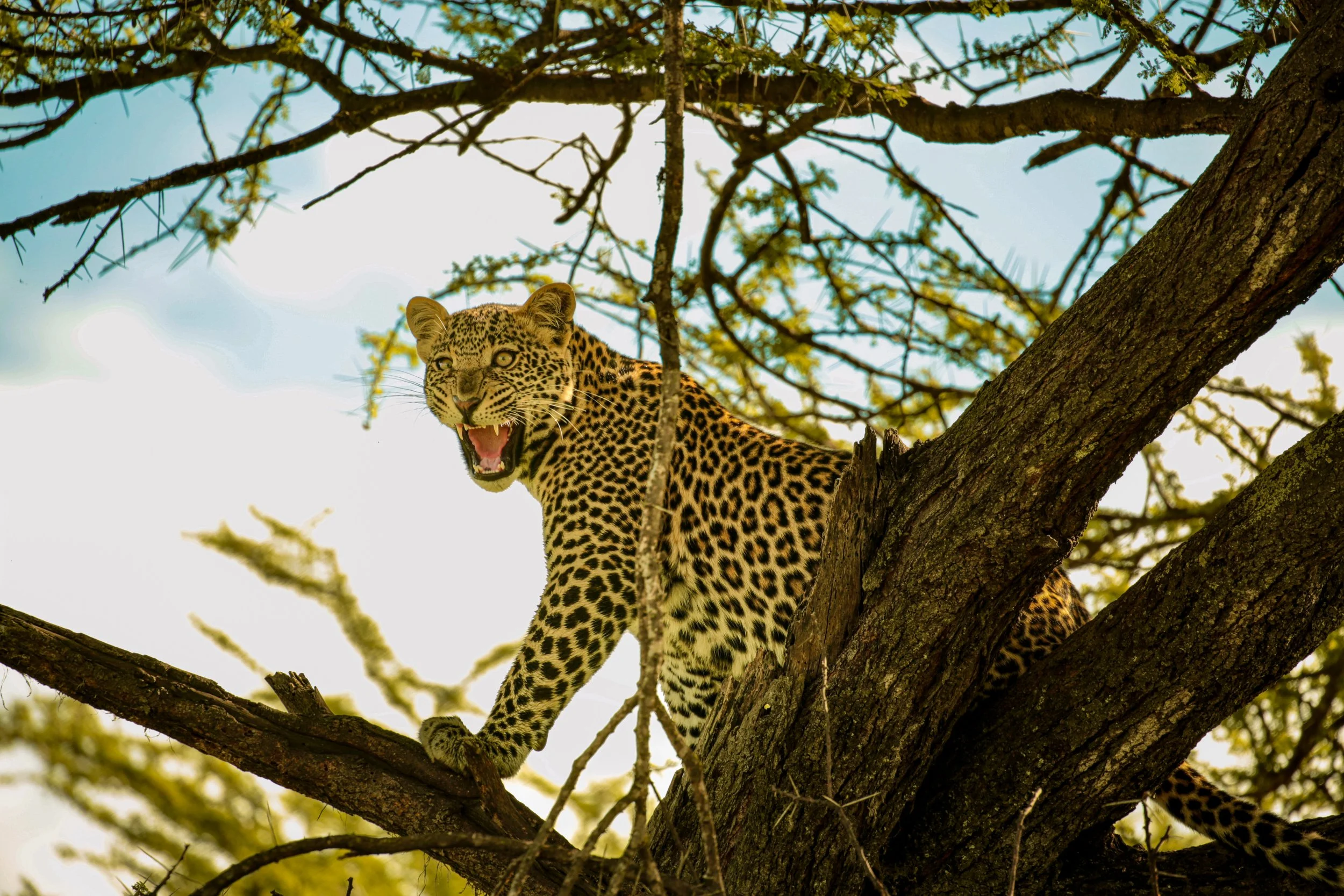 A jaguar perched on a tree branch with its mouth open, showing its teeth, surrounded by leafless branches and a clear sky.
