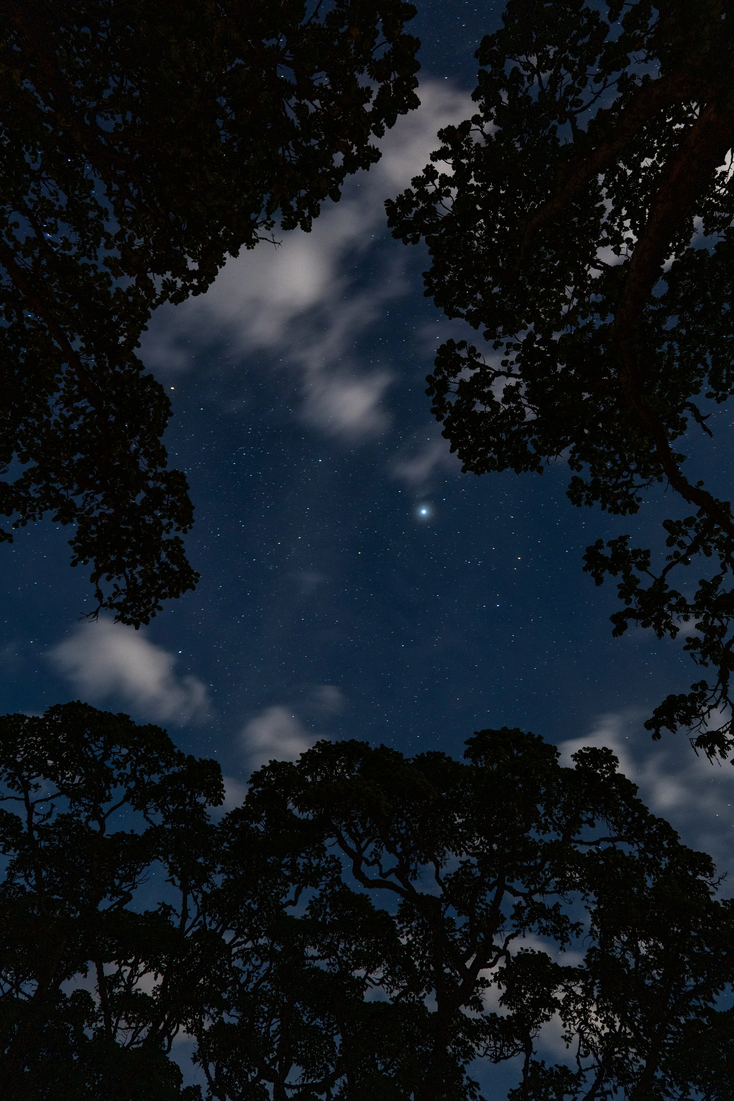 Night sky with stars and some clouds, framed by silhouettes of tree branches and leaves.