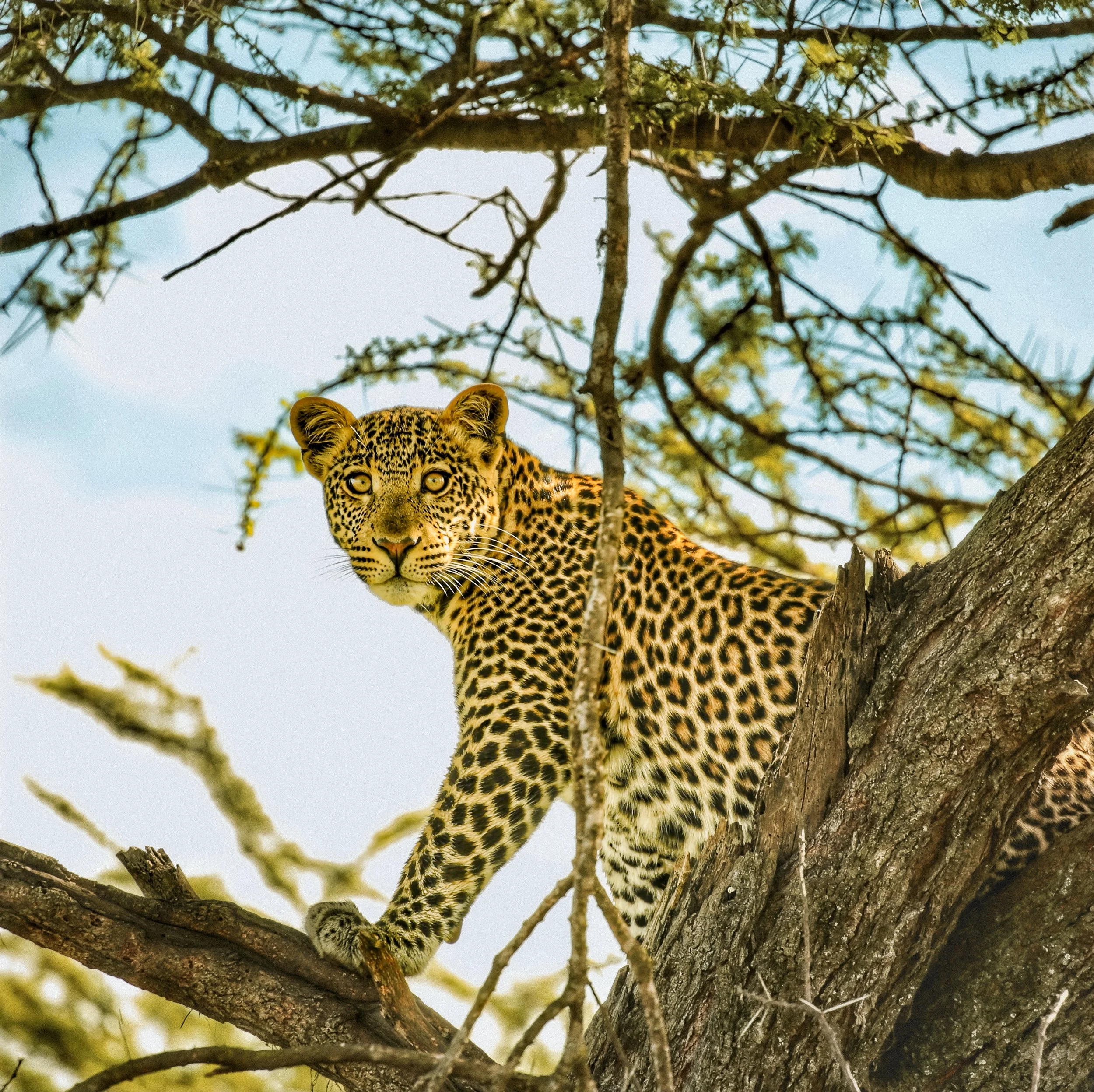 A jaguar with a spotted coat is perched on a tree branch in the midst of green leaves and branches, with a clear sky in the background.
