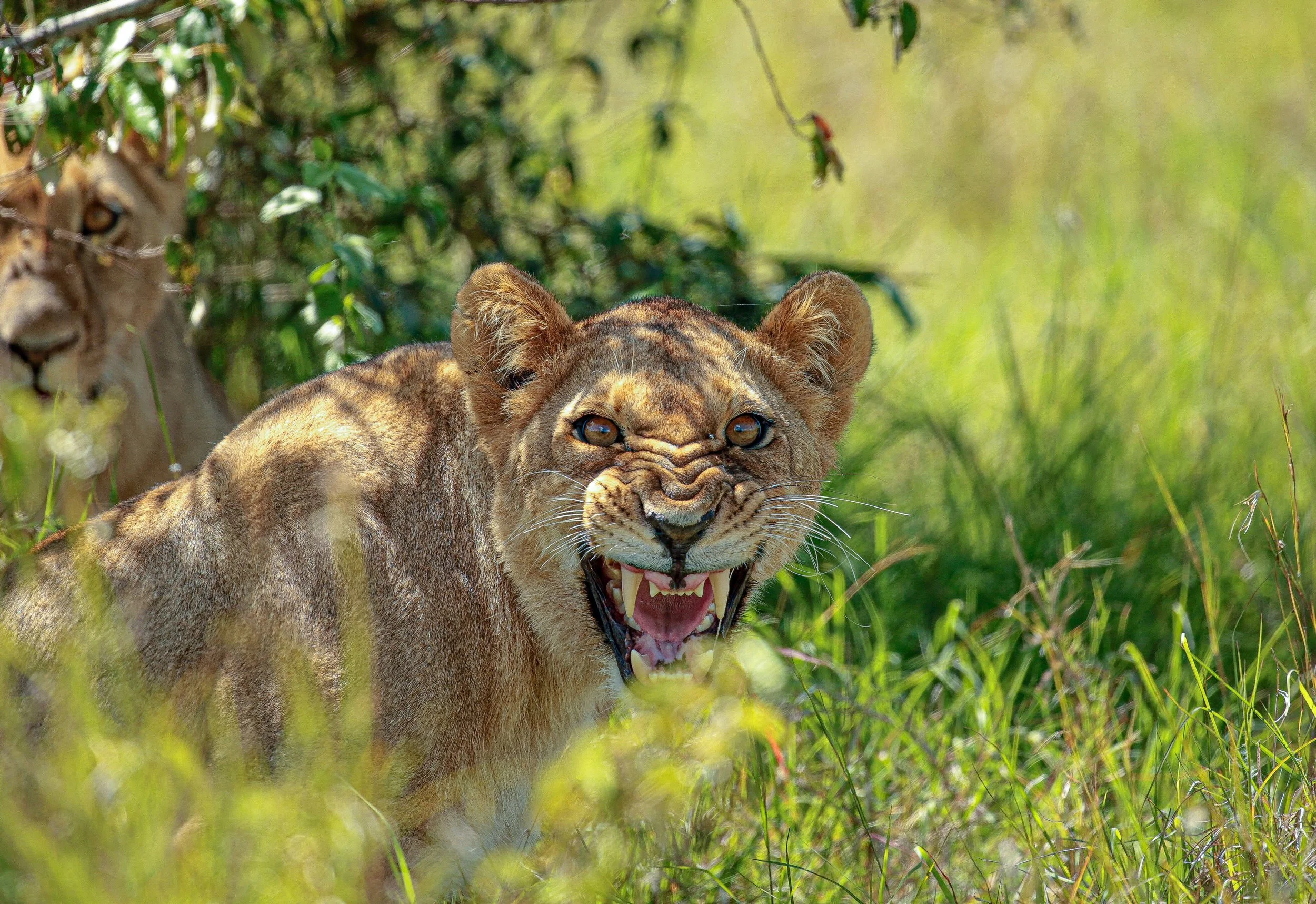 A young lion with a wide open mouth and visible teeth in a grassy area, with another lion partially visible in the background among greenery.