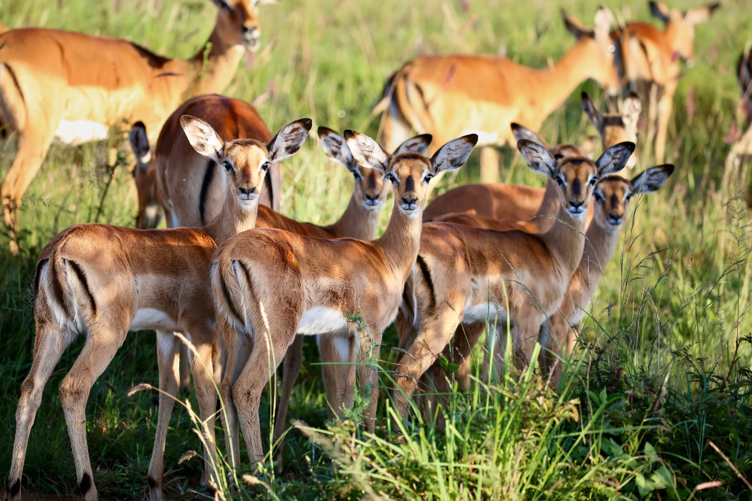 A group of impalas standing in tall grass in a natural habitat.