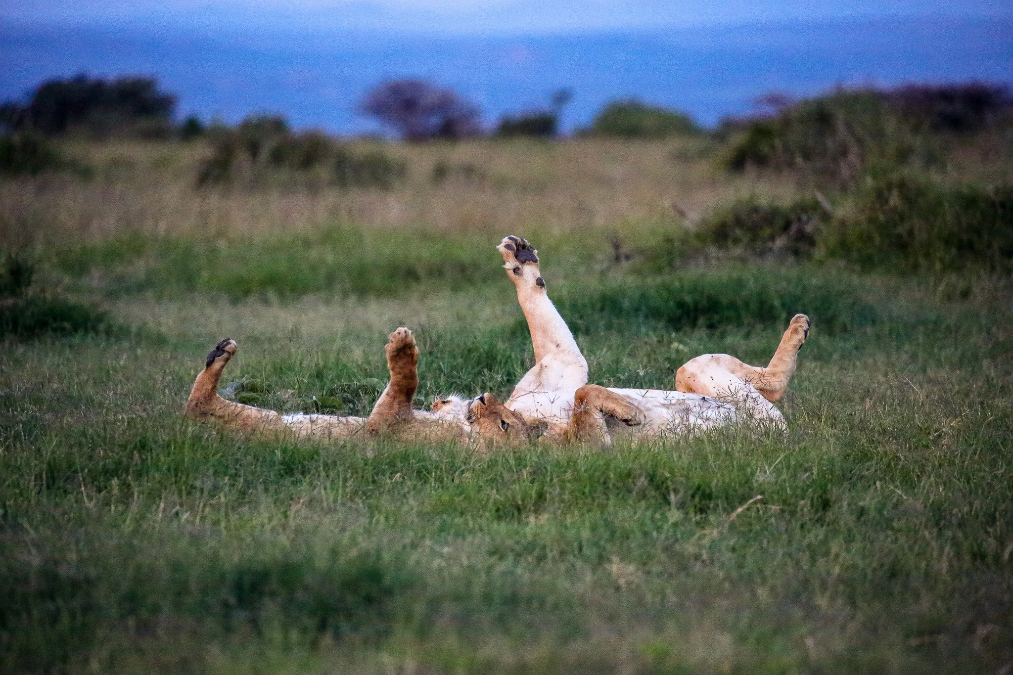 A group of lions lying on their backs in a grassy plain during dusk or dawn, with a blurry background of trees and a cloudy sky.