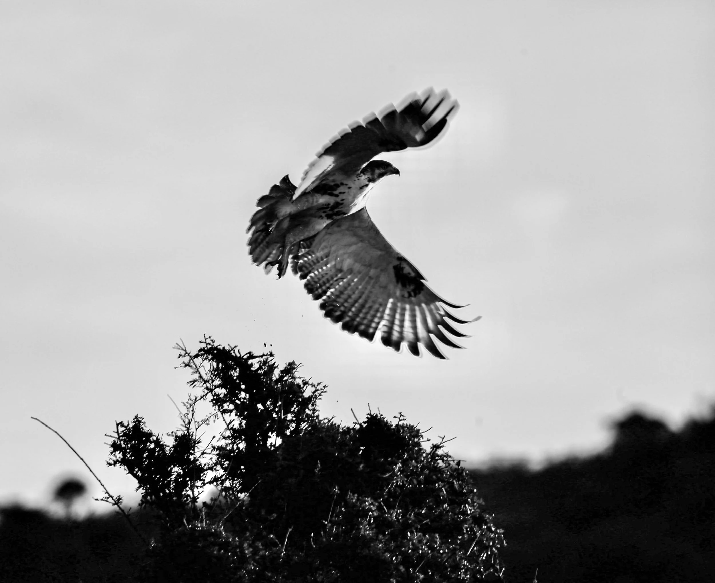 Black and white photo of a bird in flight above tree branches.