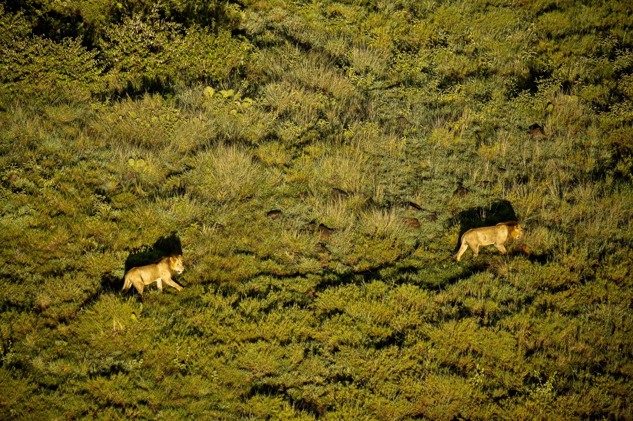 Two lions walking through a grassy plain with green bushes and trees in the background.