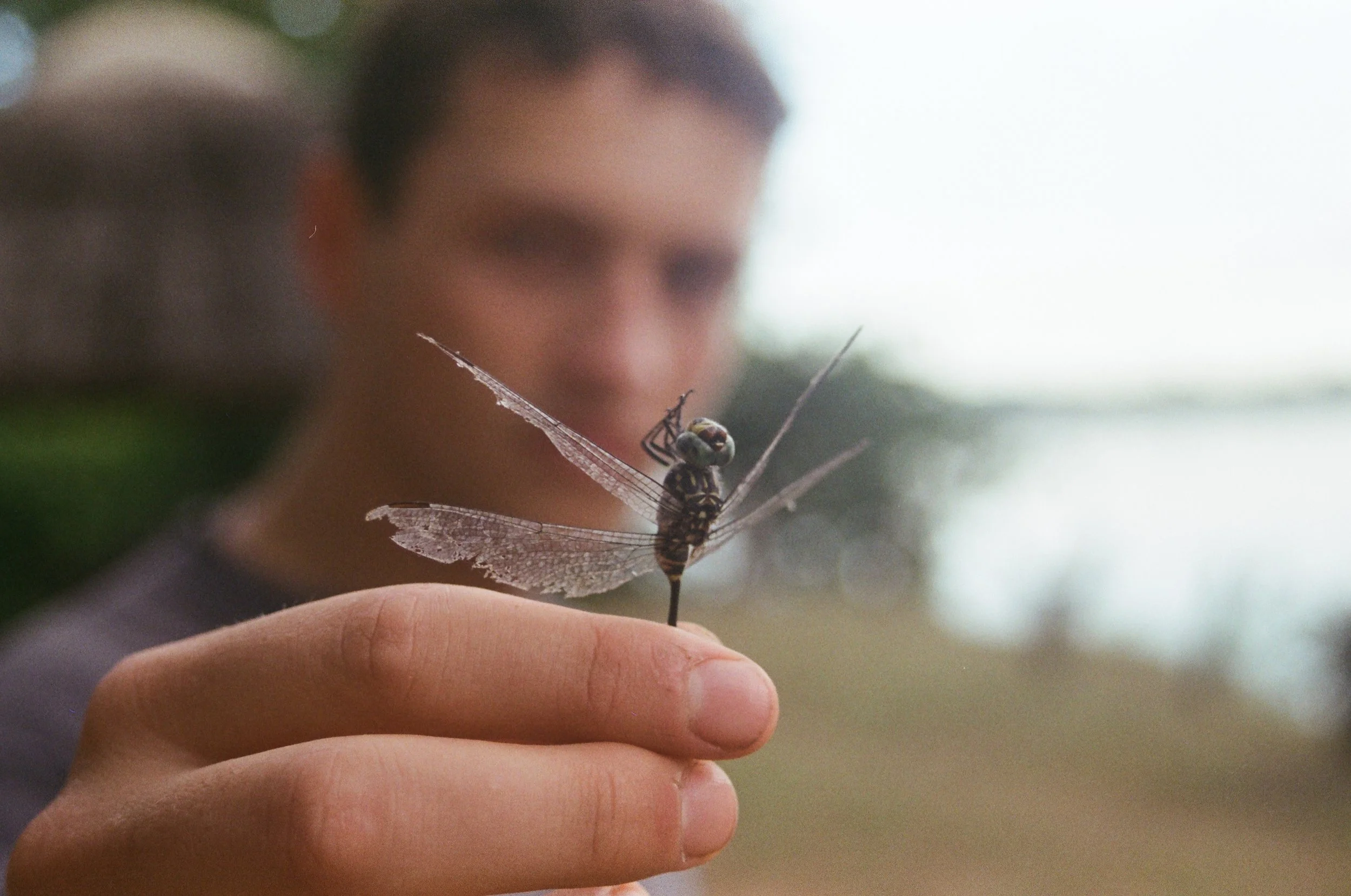 A person holding a delicate dragonfly on their finger, with a blurred background.
