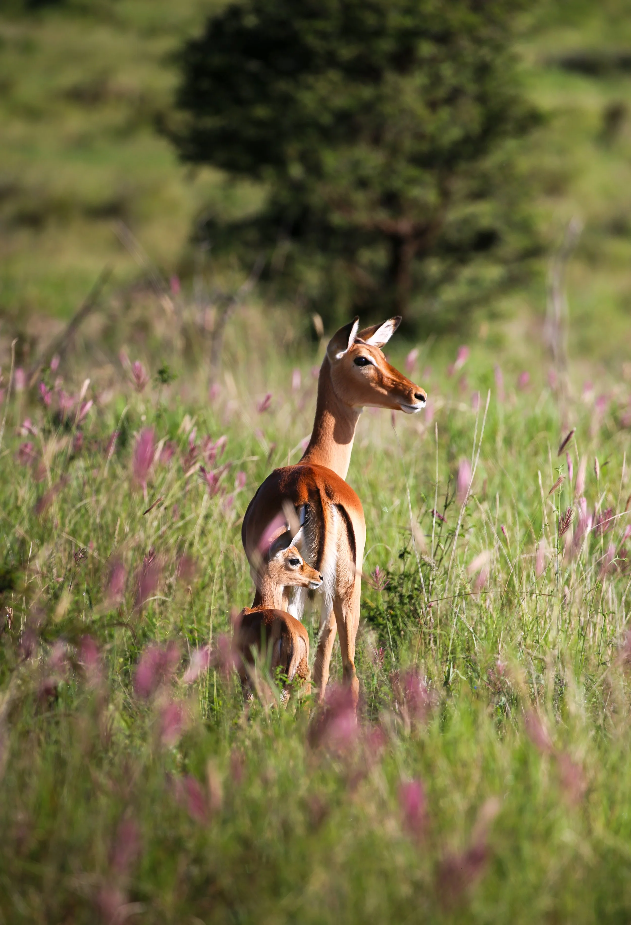 A group of four young antelope, with reddish-brown coats and white markings, standing in a grassy field with pink and purple wildflowers. A large tree is visible in the background.