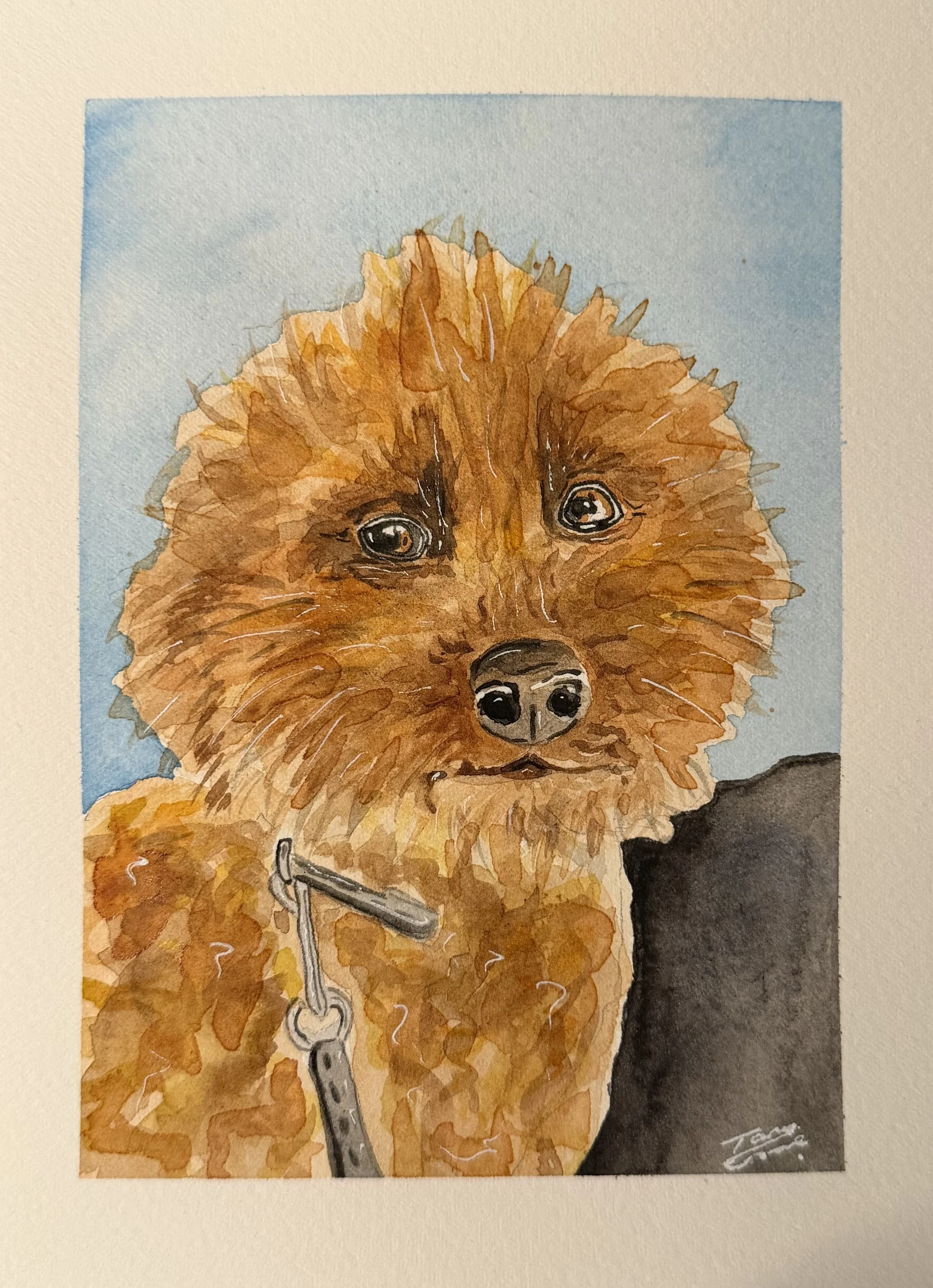 Watercolor painting of a small dog, possibly a poodle mix, with brown and curly fur. The dog has expressive eyes and a black nose, and is wearing a metal chain collar. The background features light blue and dark area shadows.