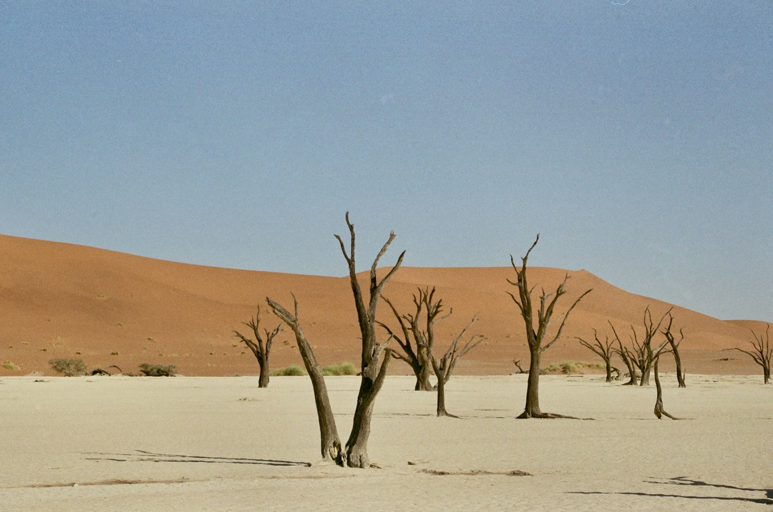 A barren desert landscape with a row of leafless trees in the foreground, orange sand dunes in the background, and a clear blue sky above.