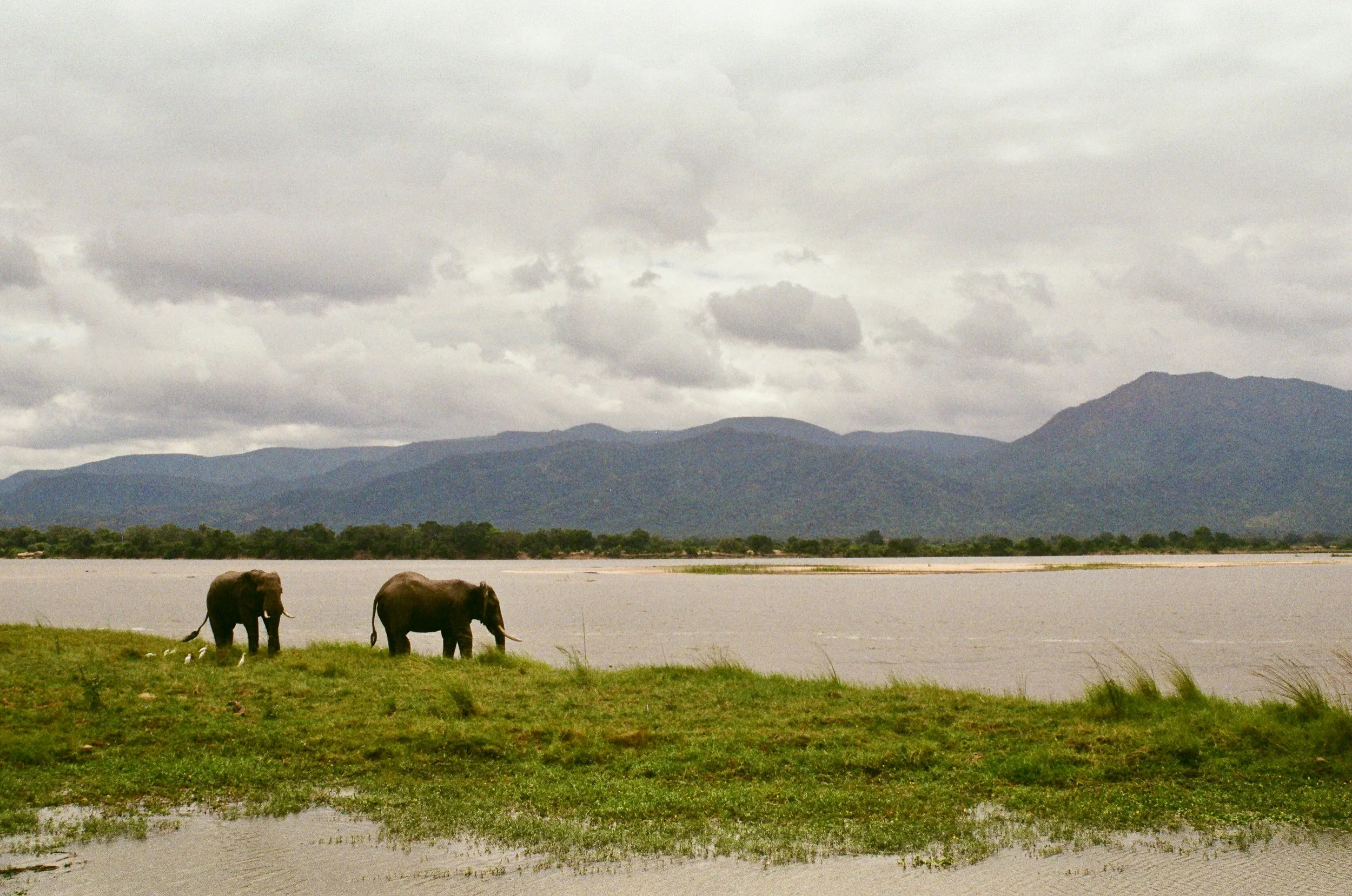 Two elephants grazing near a body of water with mountains and cloudy sky in the background.