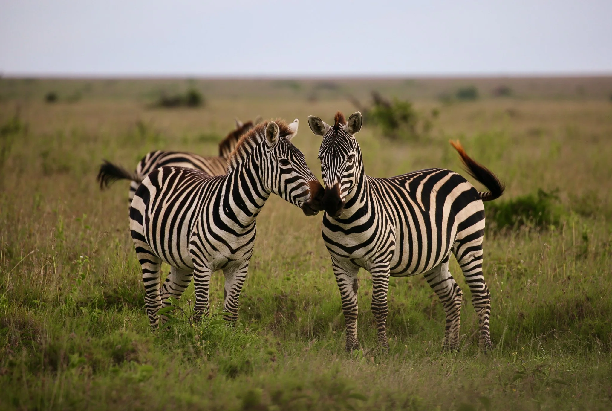 Two zebras standing close together in a grassy field, touching heads with a blurred background of more zebras.