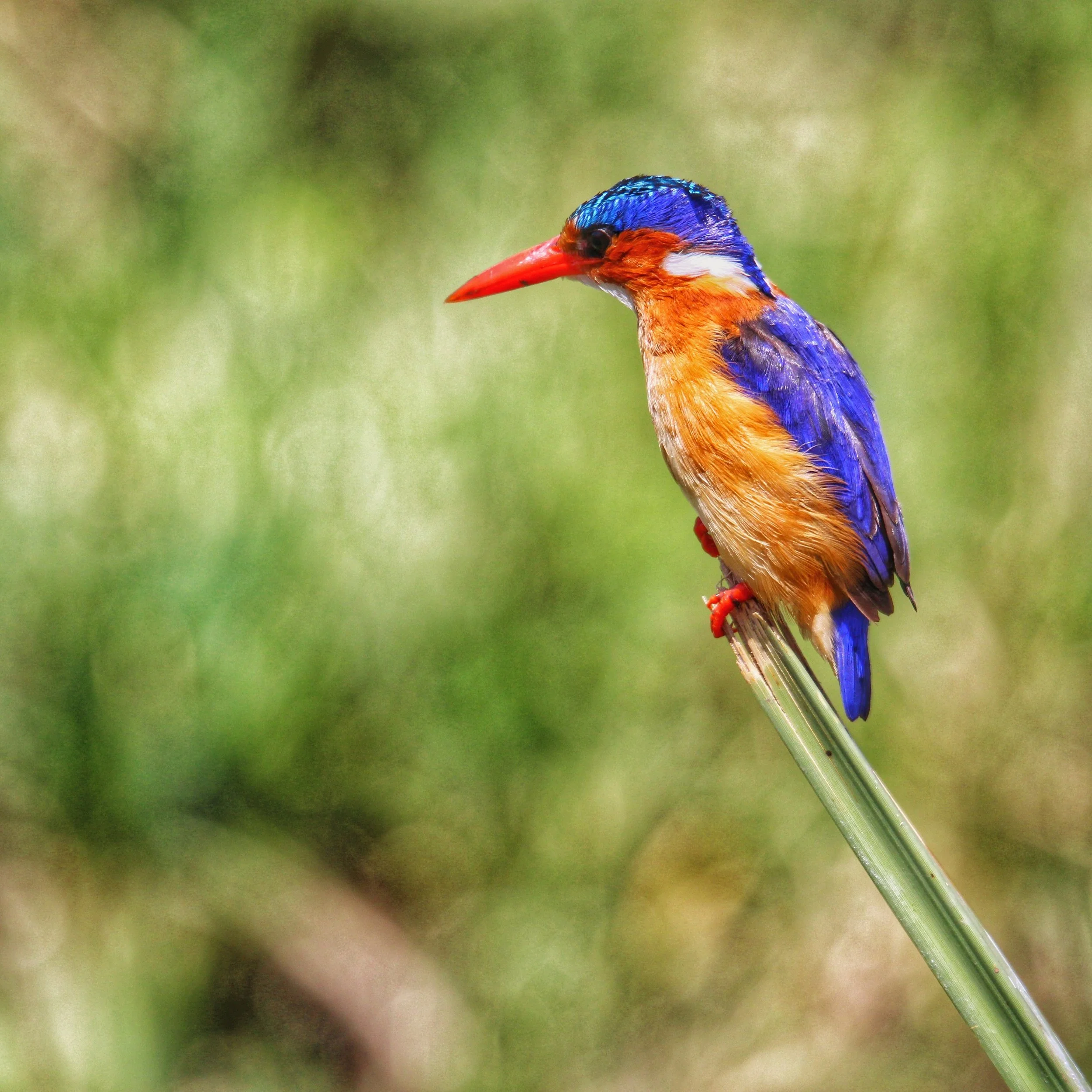 A colorful kingfisher bird perched on a bamboo stalk, against a blurred green natural background.