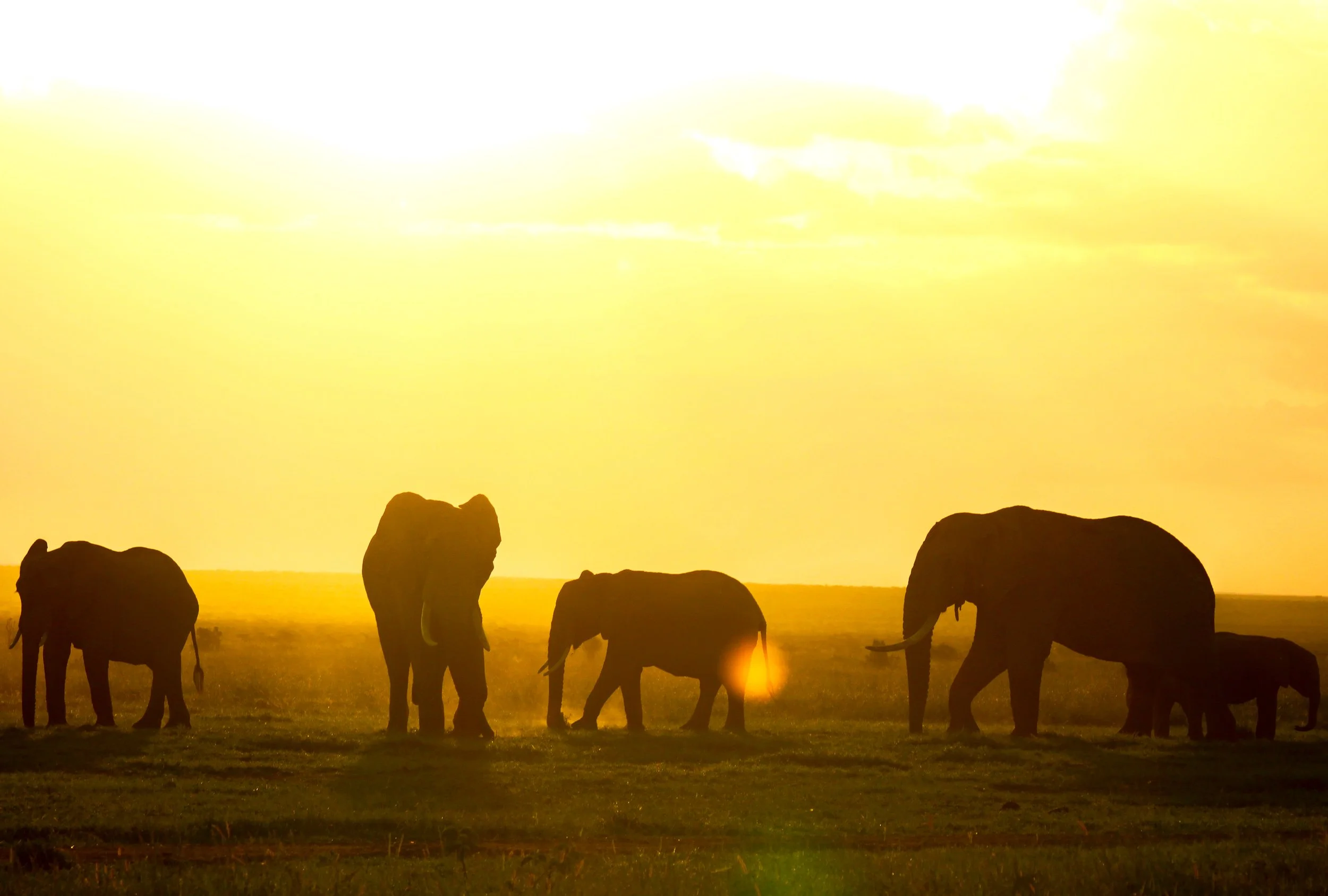 Silhouettes of elephants standing on a plain during sunset with the sun setting in the background and a vibrant yellow sky.