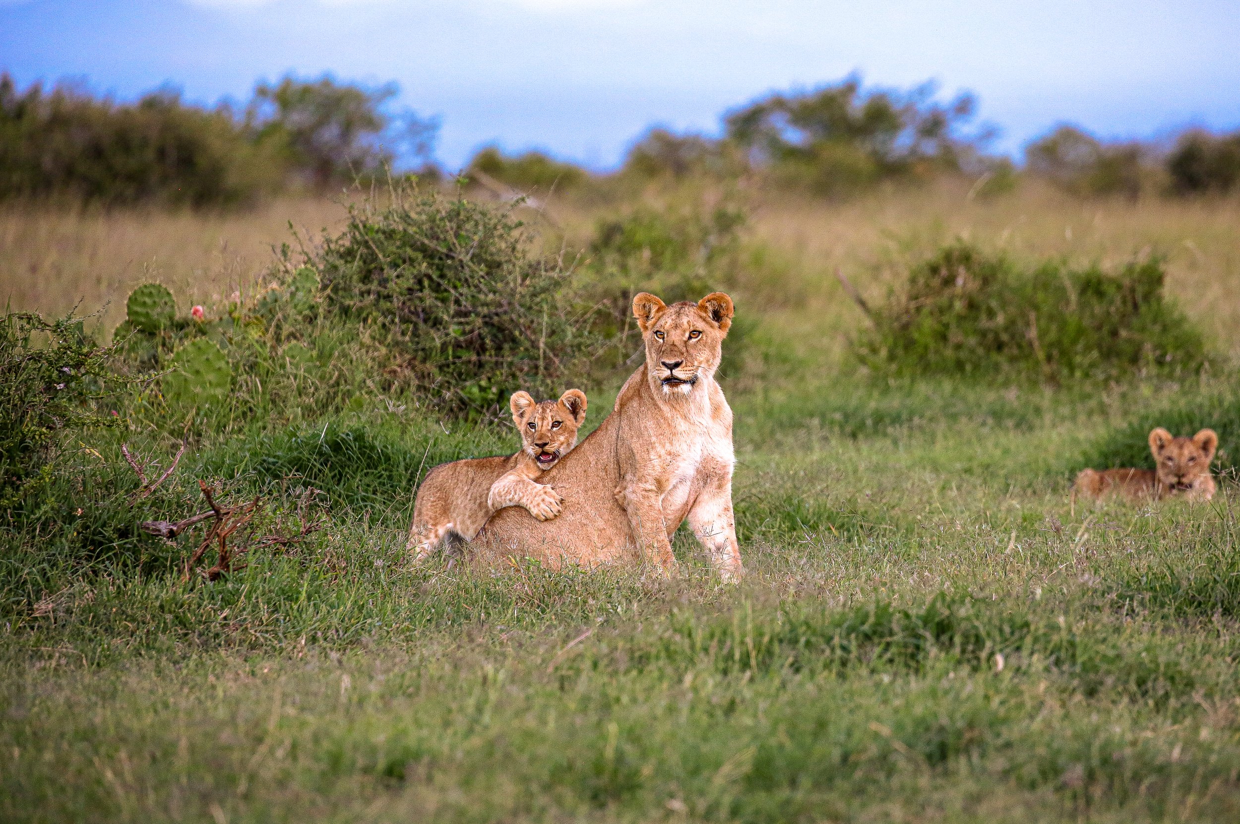 A lioness with her cub lying on her back in a grassy savannah, with bushes and trees in the background.