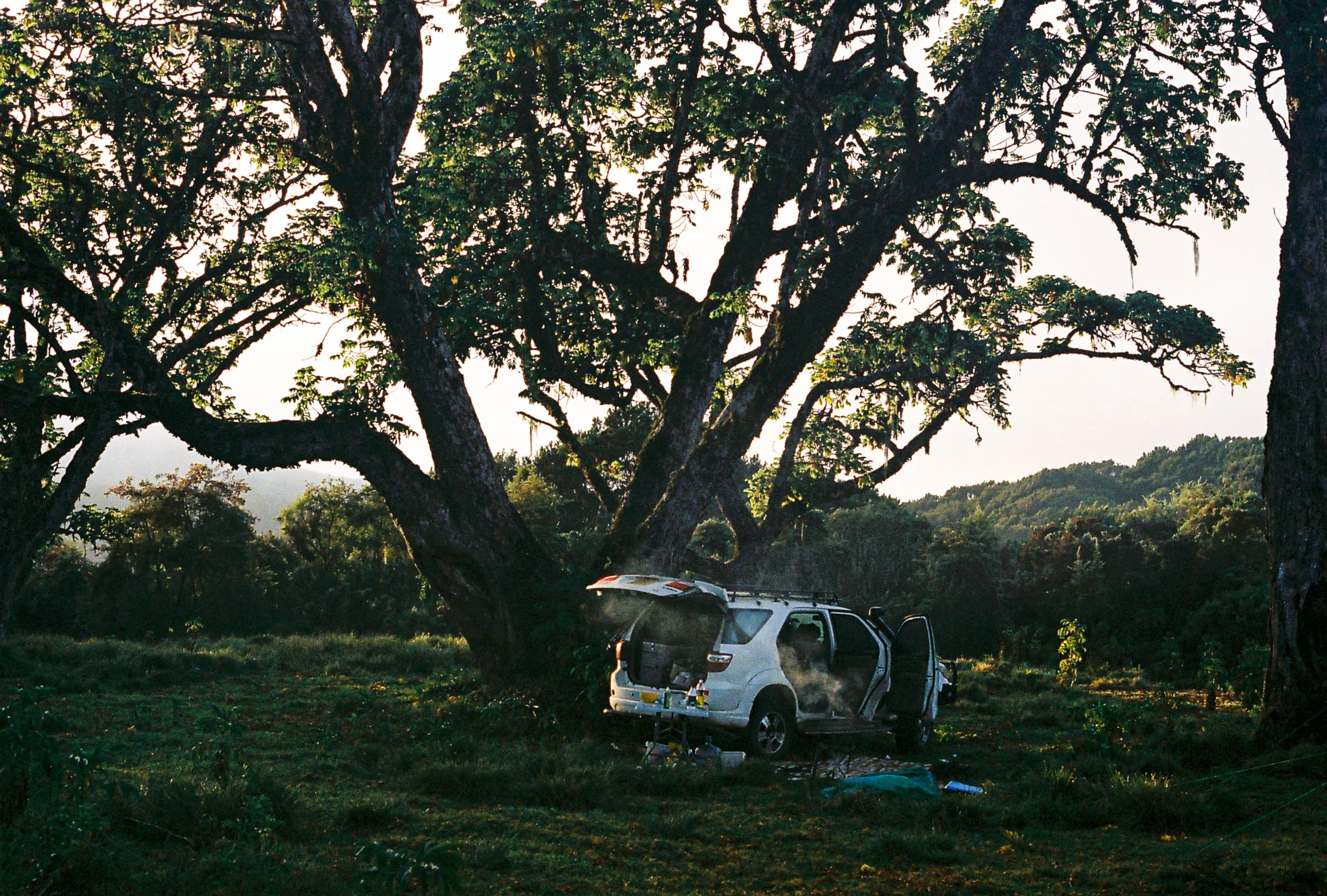 A large tree with thick branches and dense green leaves in a cleared outdoor area, with parked cars and camping equipment, including a tent and chairs, underneath the tree at sunset.