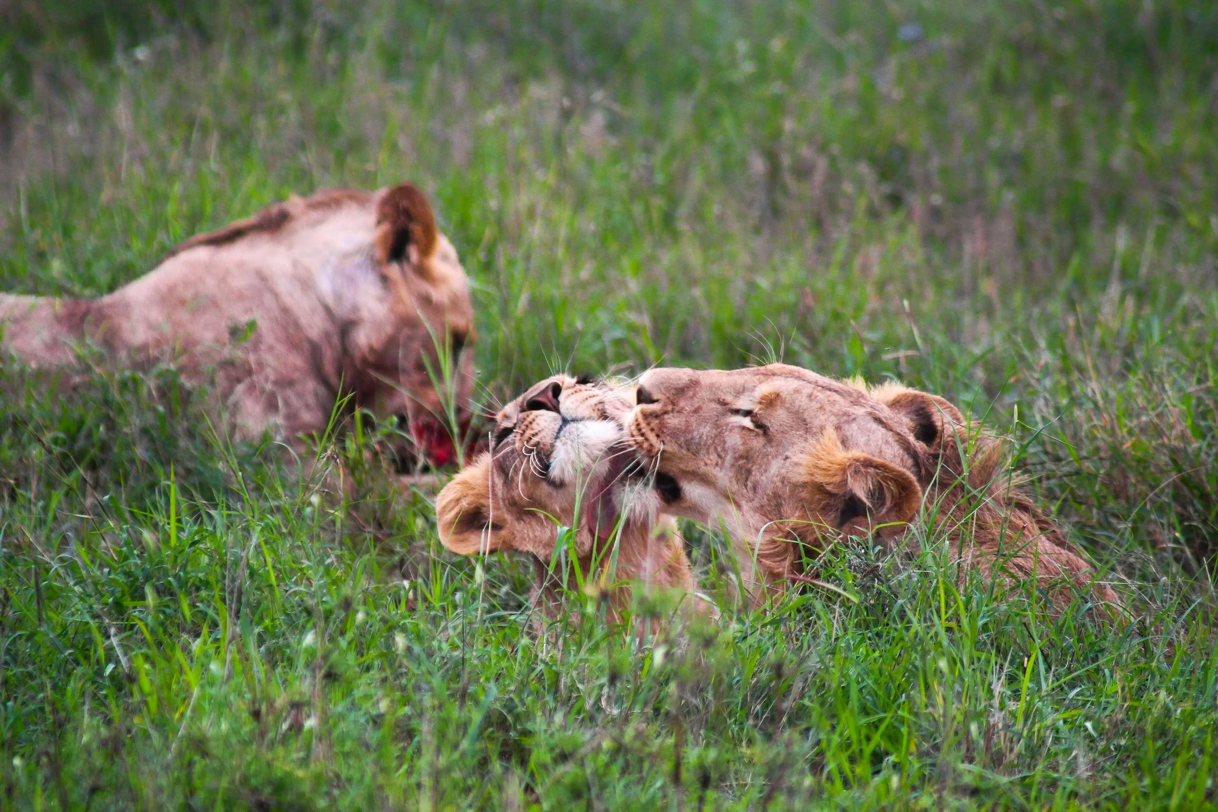 Two lions are resting on green grass in a natural habitat, one lion appears to be grooming the other.