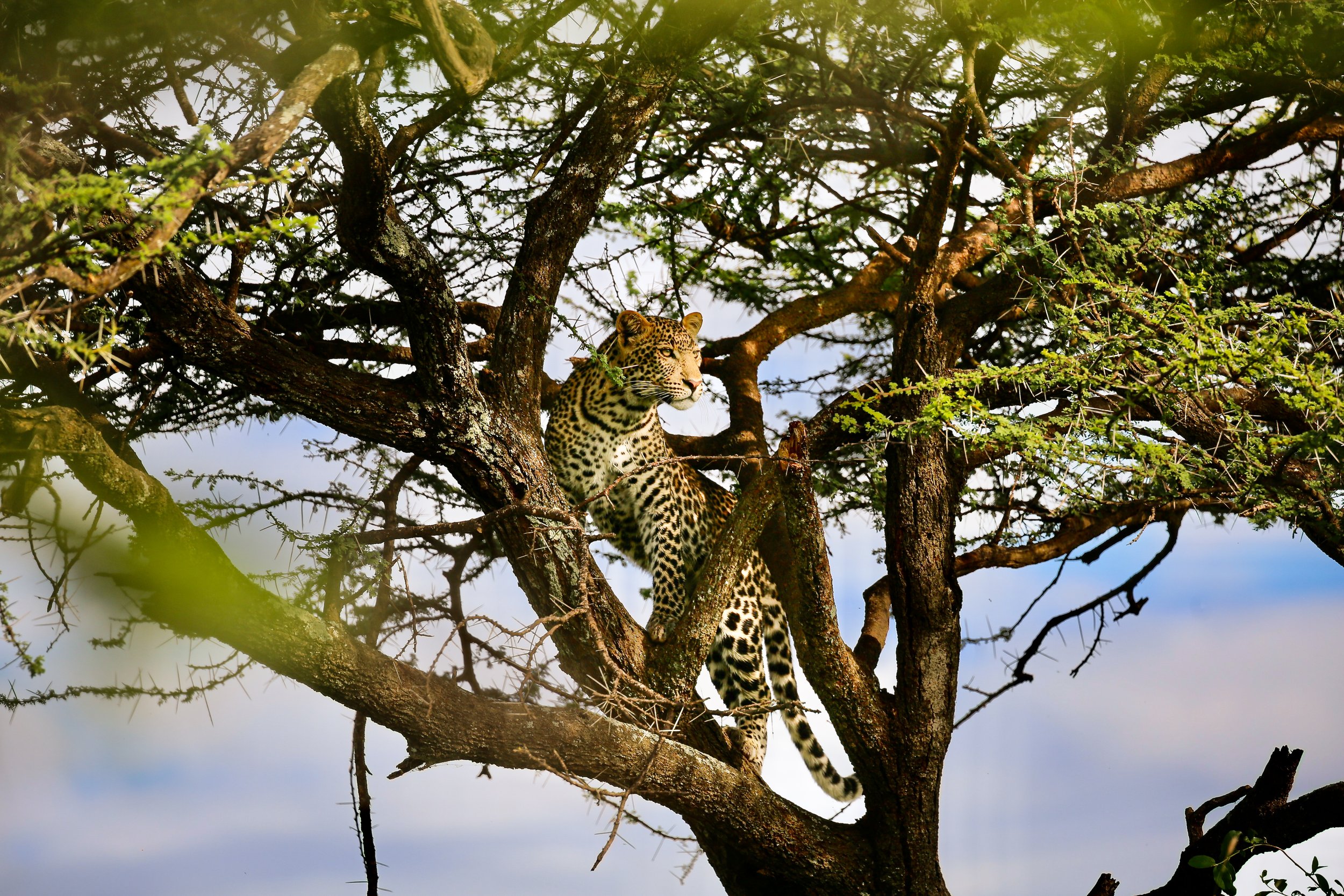 A leopard perched on a high tree branch with lush green foliage.