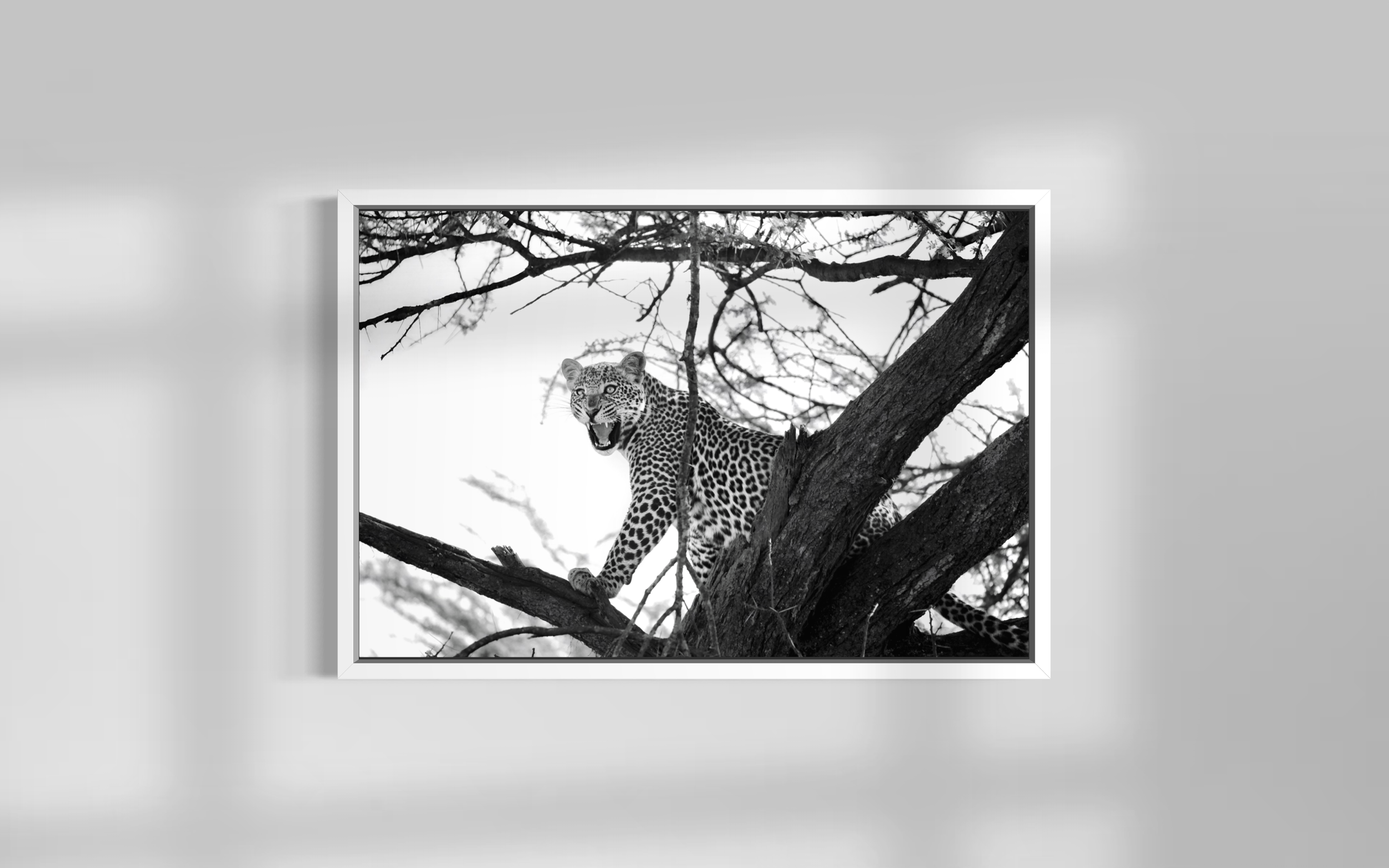 IMG_2712.PNG