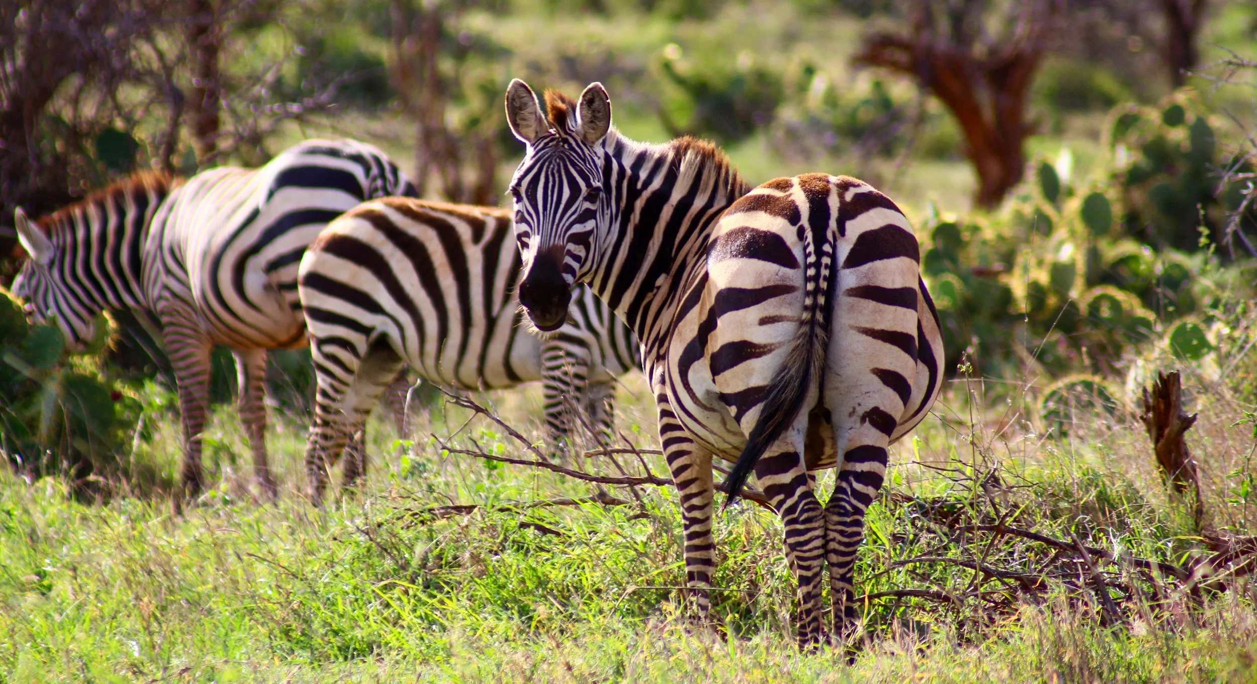 Three zebras standing in grassy terrain with bushes and trees in the background.