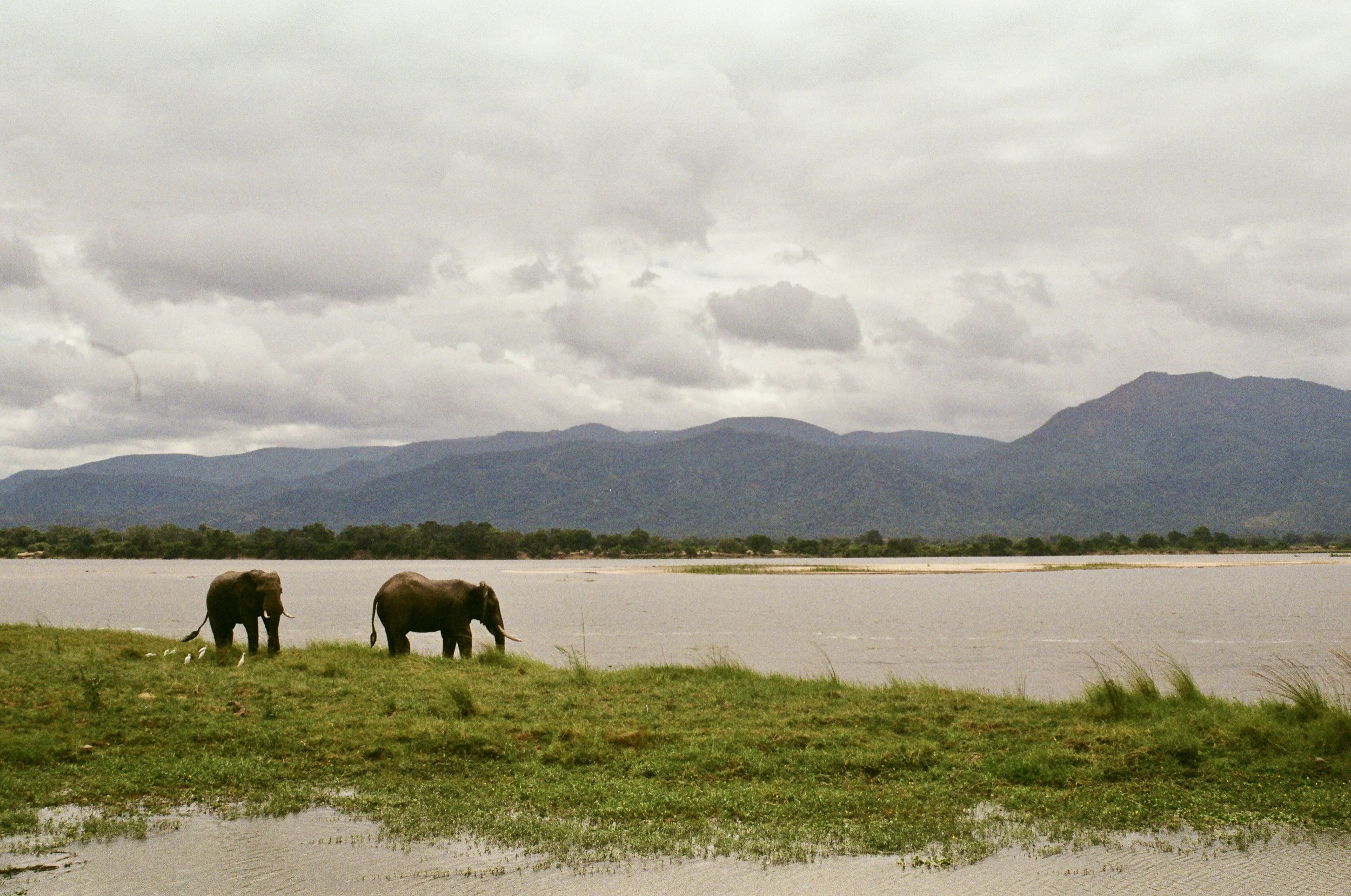 Two elephants walking along a lakeshore with mountains in the background and cloudy sky.