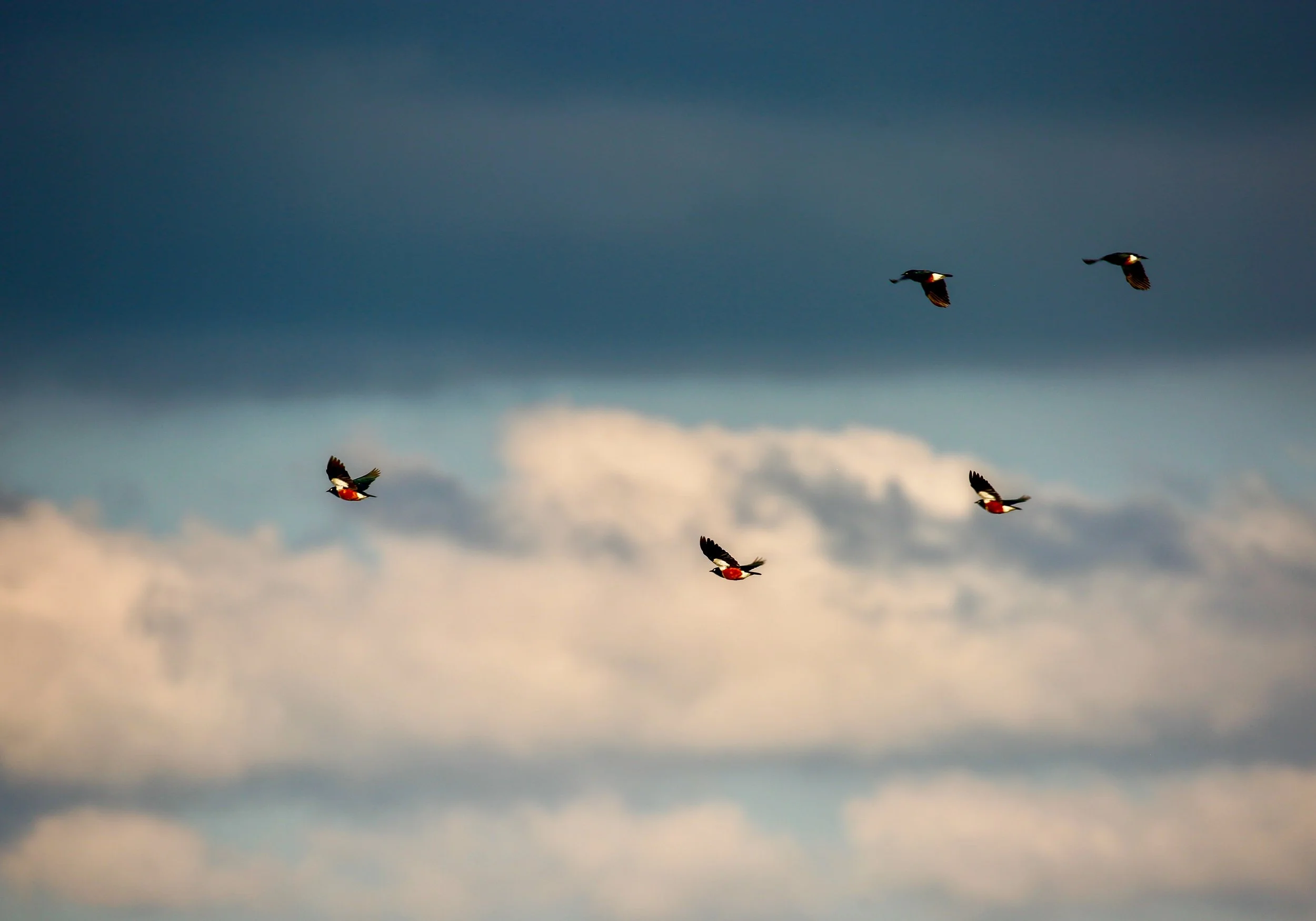 Several birds flying through a cloudy sky with dark clouds and some lighter clouds at the bottom.
