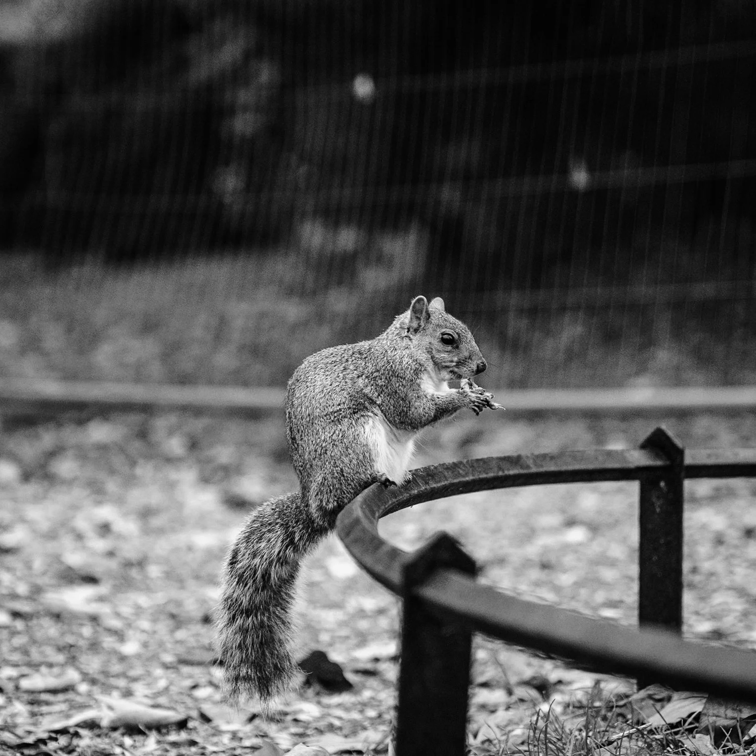 A squirrel perched on a park bench, eating a nut or food item.
