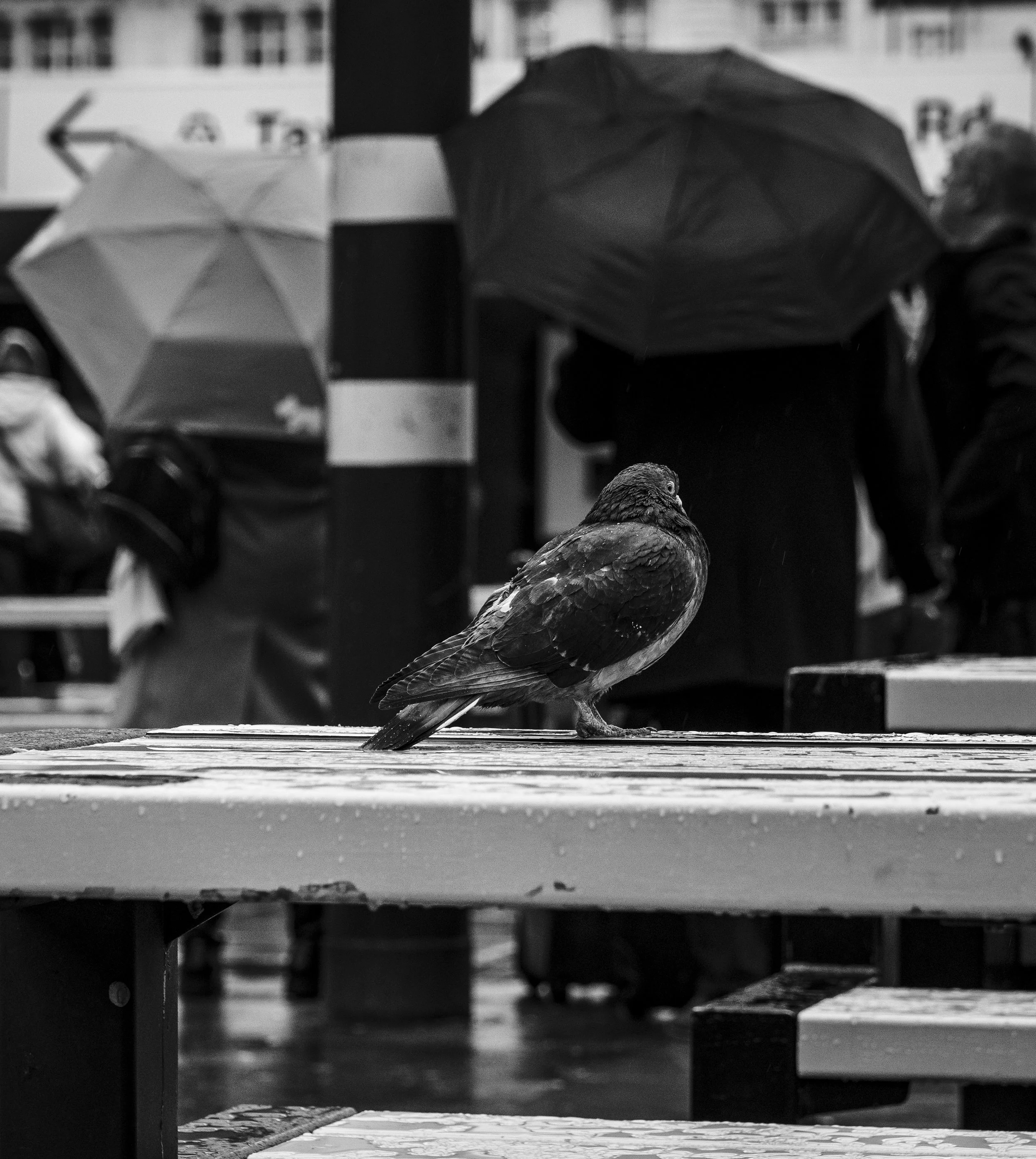 A pigeon sitting on a wet city bench with blurred people holding umbrellas in the background, black and white photo.