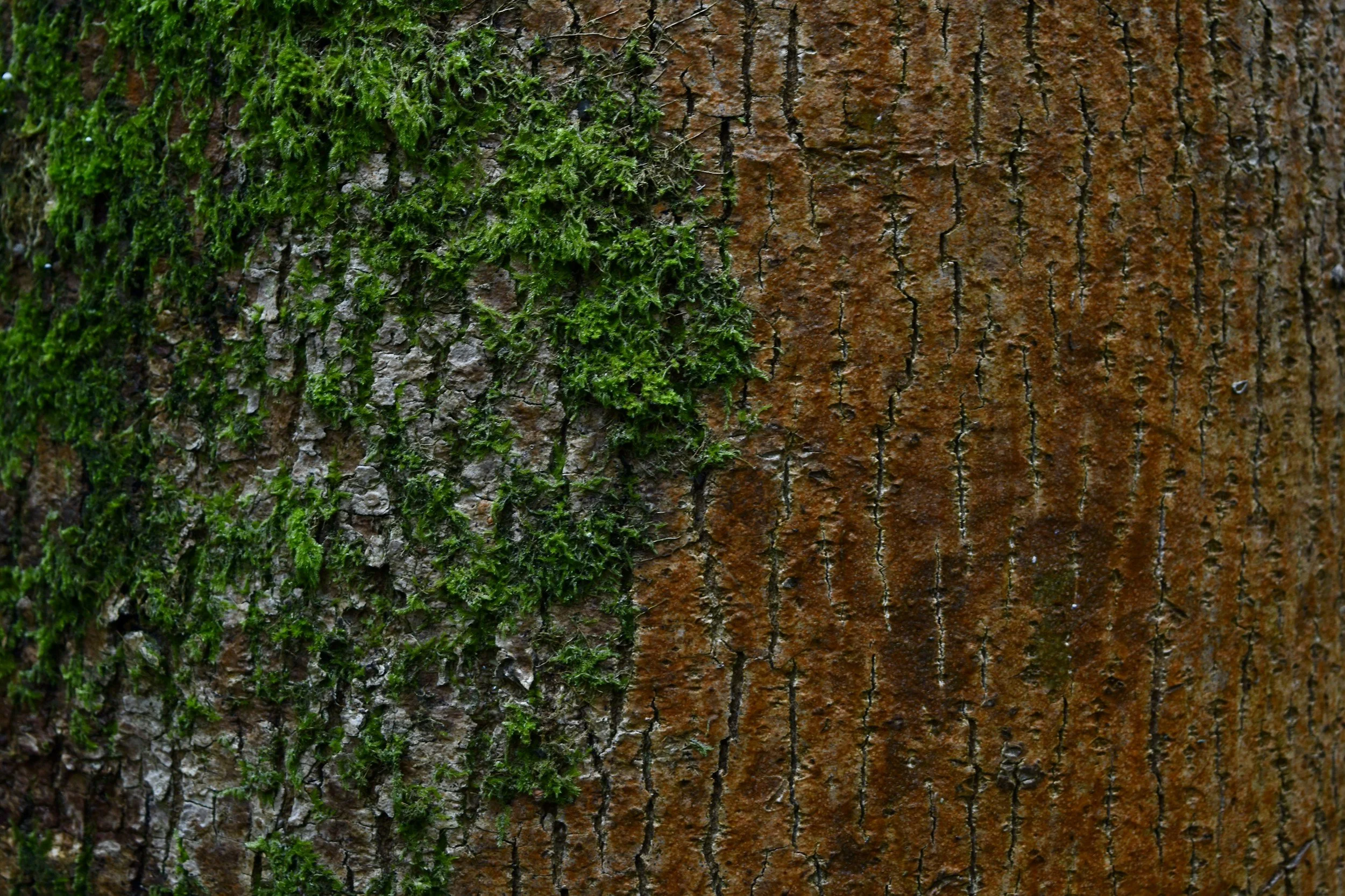 unsplash-image-TG3ghWAI-AE.jpg