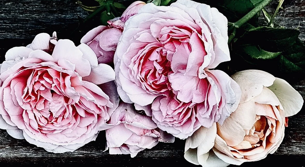 Affordable Family History #2