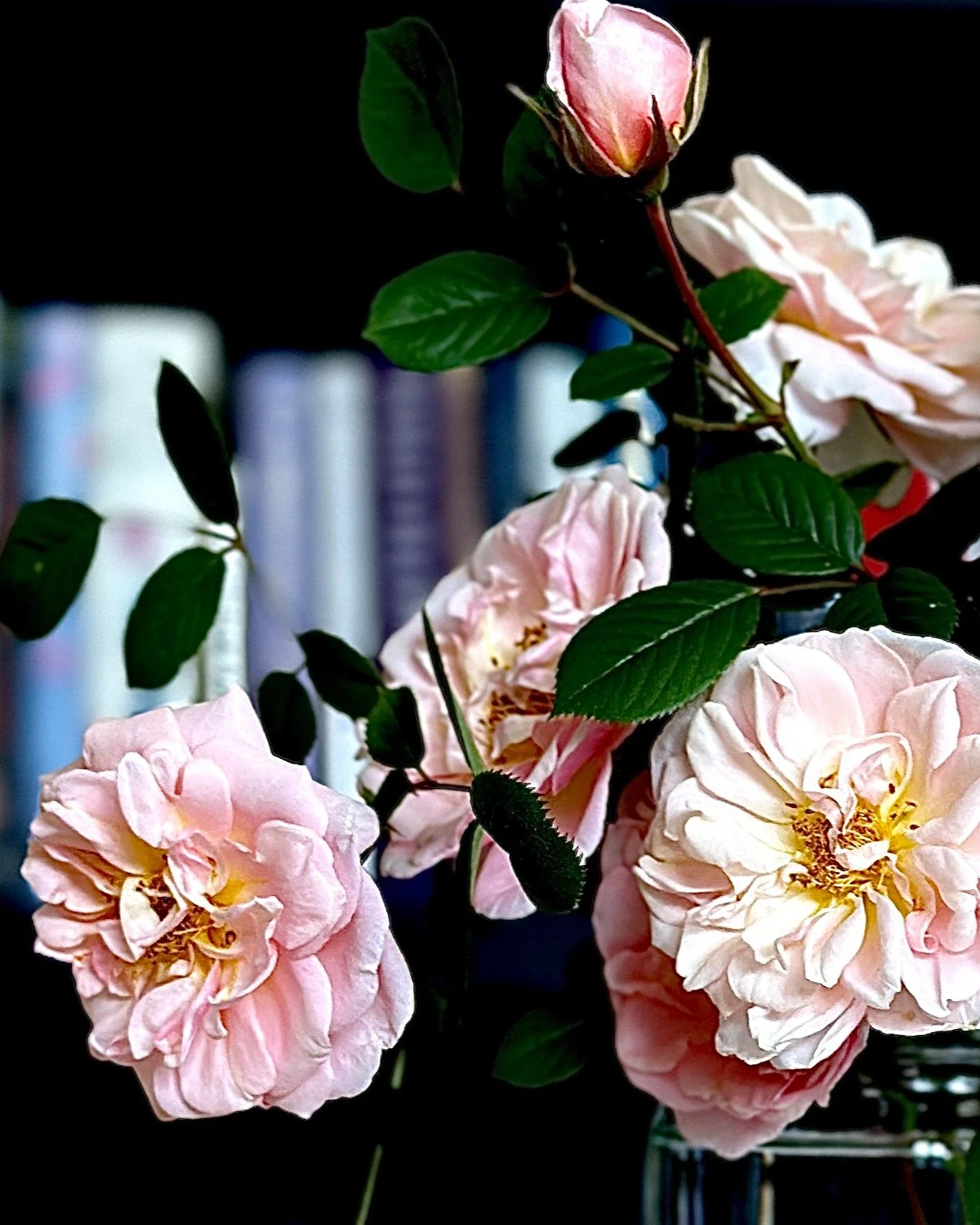 The first Family, Folk and History newsletter is being sent out soon.

In this first newsletter, I share some behind the scenes updates, what blog posts I have planned, and some helpful resources for learning more about ANZAC Day. I also recommend so