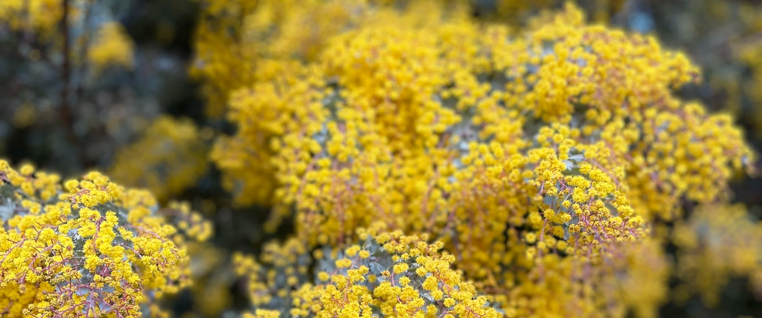 Exhibition Review: 200 Treasures of the Australian Museum