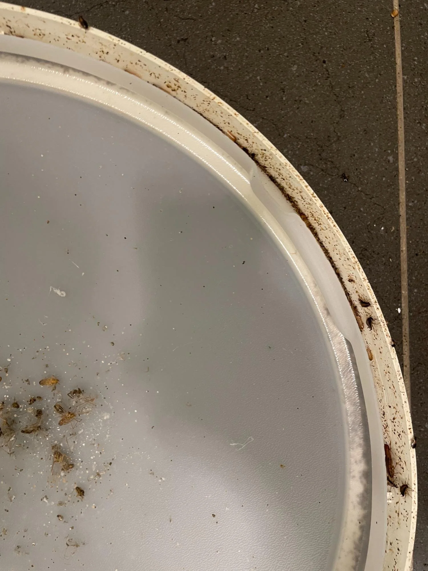 Ceiling light cover before deep cleaning by Kat Clean Sydney, NSW