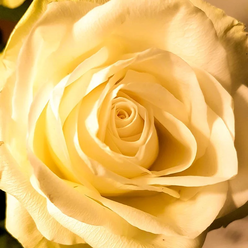 Gele roos van soefisme. Het staat symbool voor verlichting, wijsheid, het ontwaken van het bewustzijn en de spirituele zon in het hart.